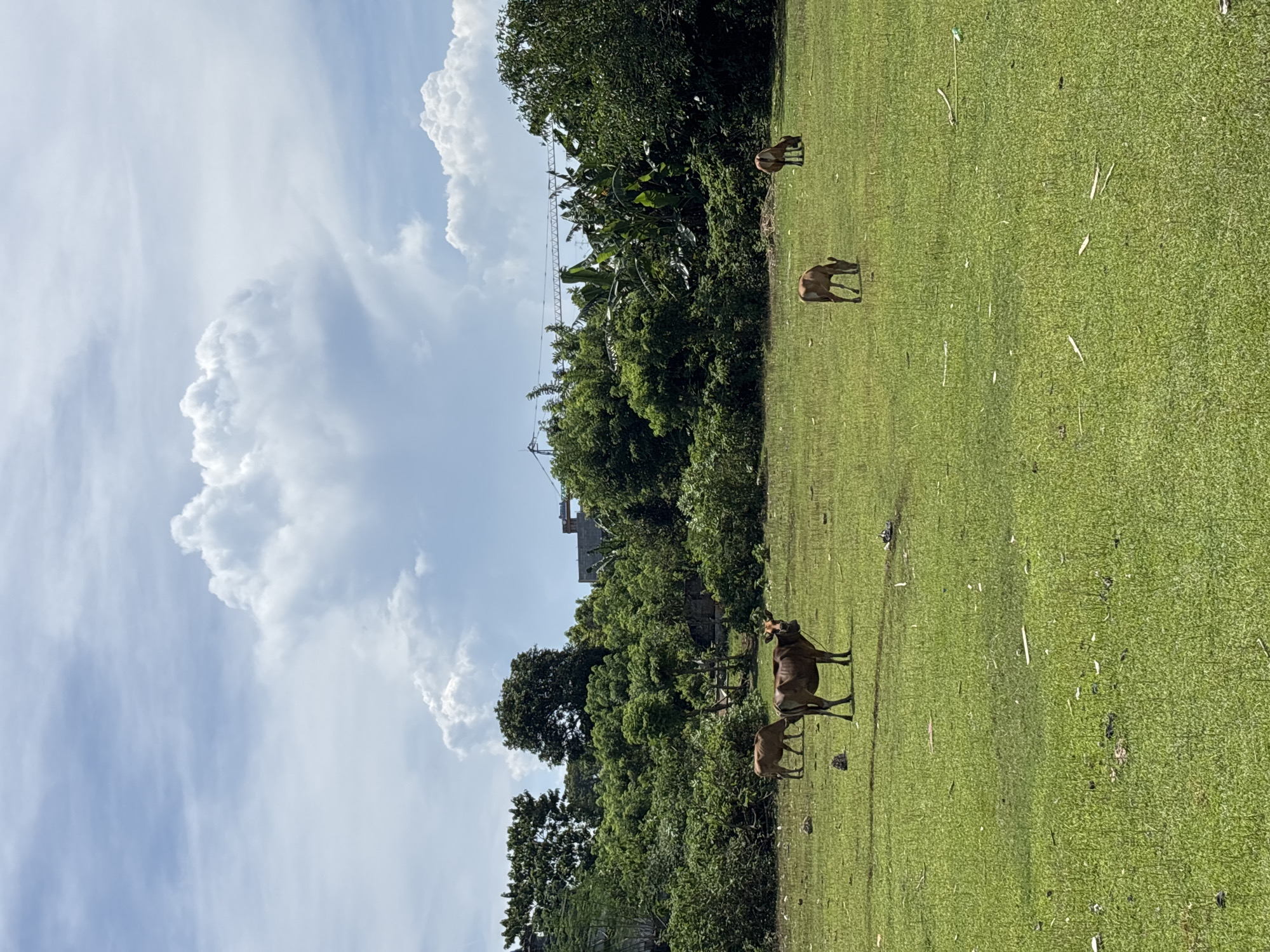 The image shows a grassy field with several cows grazing in Kuta Selatan, Indonesia. In the background, there are trees, buildings, and a partly cloudy sky.