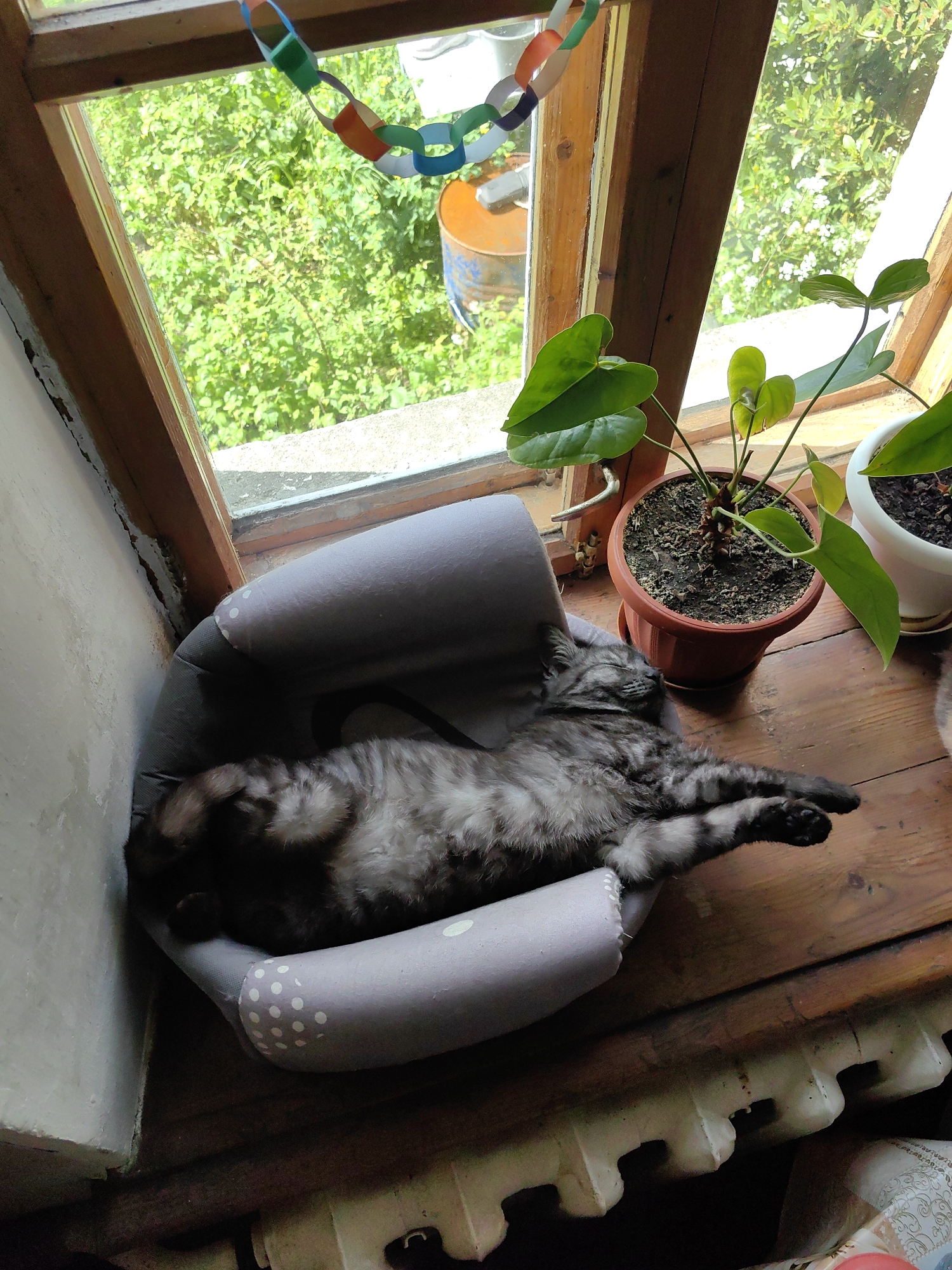 A long-haired, black and gray cat is sleeping in a gray, polka-dotted cat bed, on a wooden windowsill, next to two potted anthurium plants. The windowsill is in front of a wooden-framed window. The view outside the window is lush green foliage, and a partially visible, old, orange-colored bucket, along with a colorful paper chain, hang from the window frame. To the left, the cat bed is adjacent to a white painted wall with cracked paint. Below the windowsill, a section of a white radiator is visible.