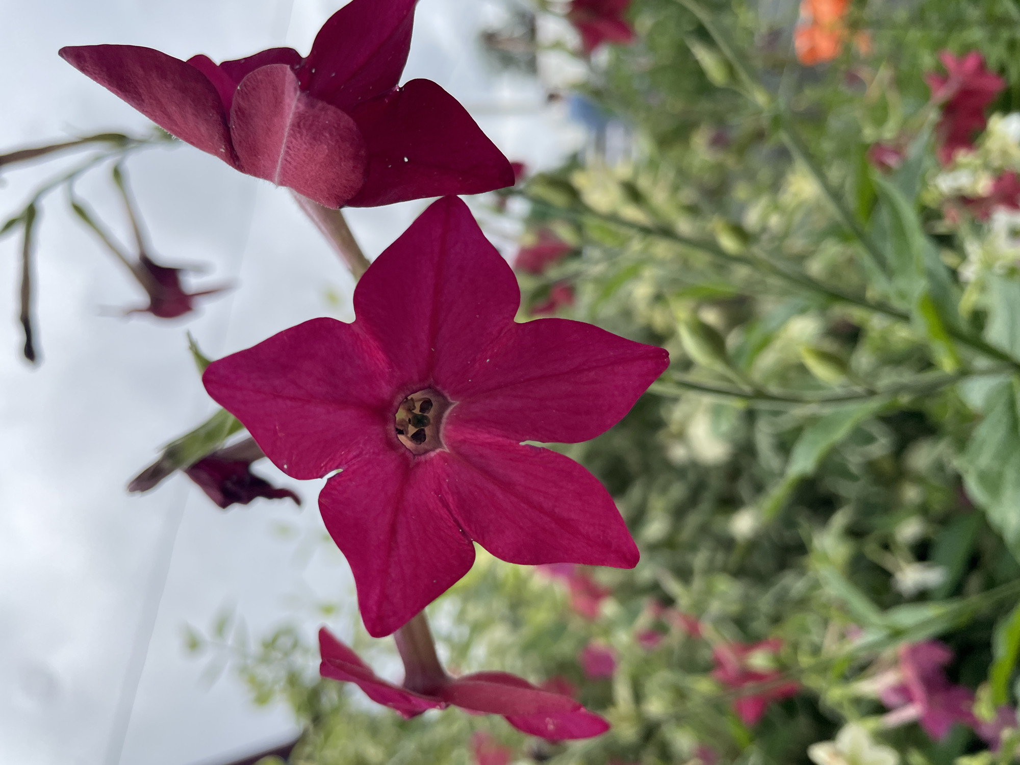 The image shows a close-up of a bright pink, star-shaped flower with five petals, possibly a nicotiana plant. The flower is in sharp focus in the foreground, with other flowers and green foliage blurred in the background. The sky appears overcast. The image does not contain any information or visual cues that would indicate its location in Surgut, Russia, or any other specific city.