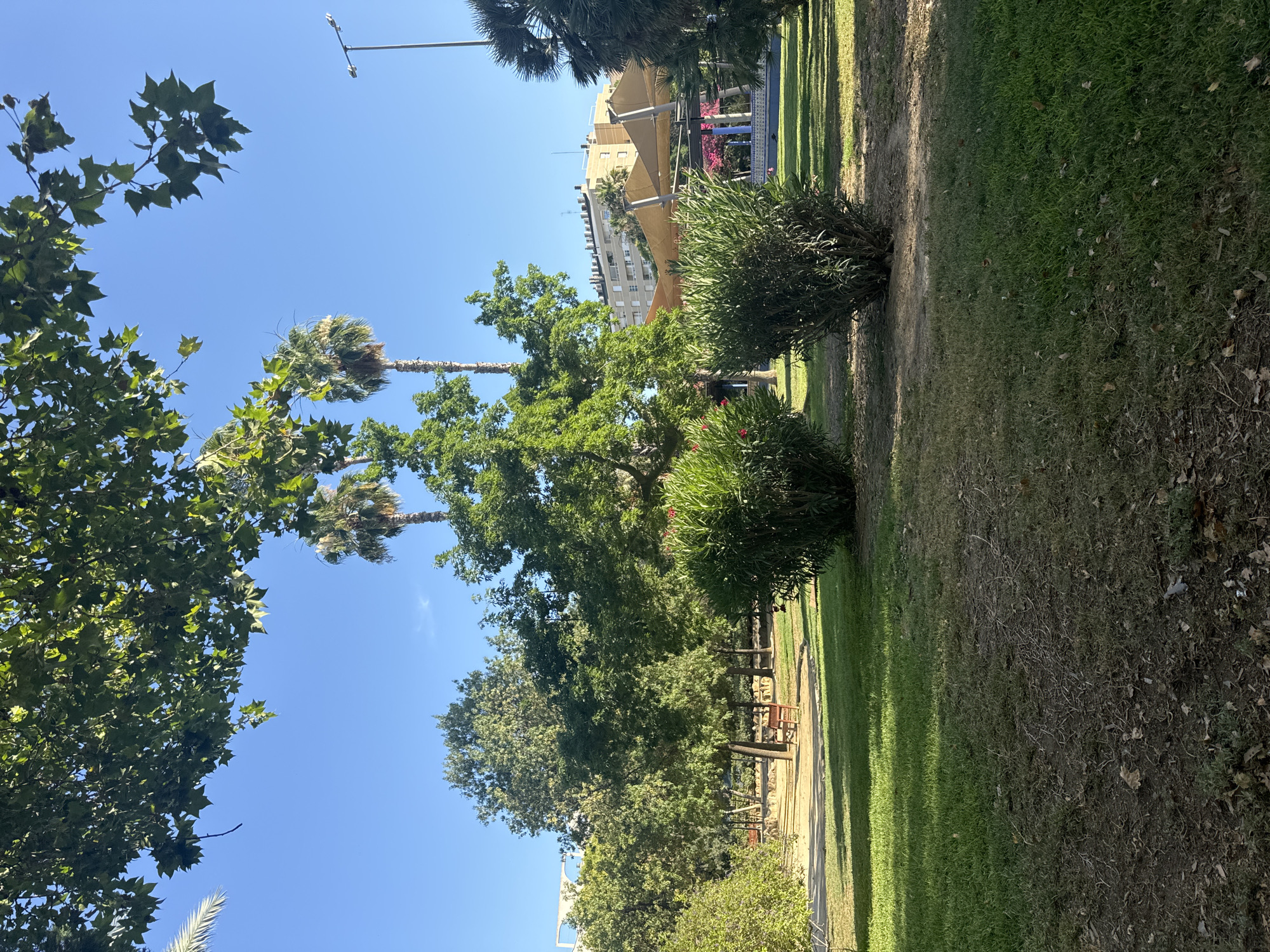 The image shows a sunny day in a park located in the city of Murcia, Spain. The park features lush green grass, several types of trees including palm trees and leafy trees, and well-maintained bushes. In the background, there are buildings, a lamppost, and awnings that appear to cover a seating or recreational area. A wooden bench is visible on a path in the middle ground. The sky is clear and blue.