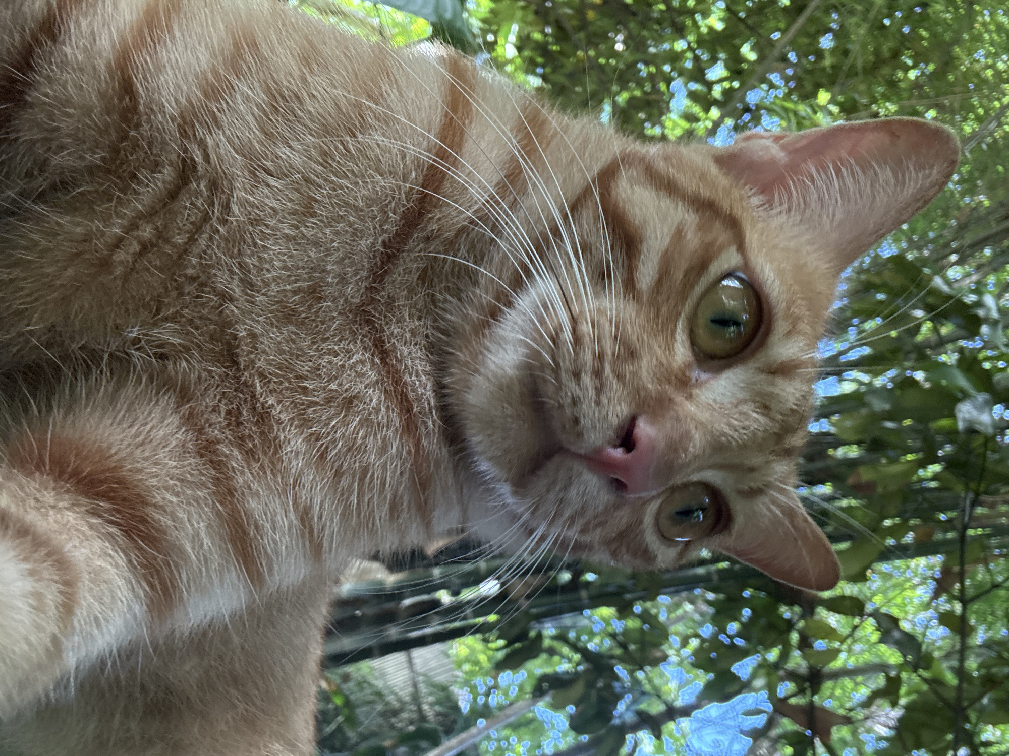 An orange tabby cat with green eyes is looking to the right of the frame. The cat's fur is short and has distinct darker orange stripes. Its nose is pink, and its whiskers are long and white. The background is out of focus and appears to be lush green foliage with some blue sky visible through the leaves, suggesting an outdoor setting in a tropical or subtropical environment. The image was taken from a low angle, looking up at the cat. The cat is the sole subject of the image. The location is specified as Koh Phangan Subdistrict, Thailand.