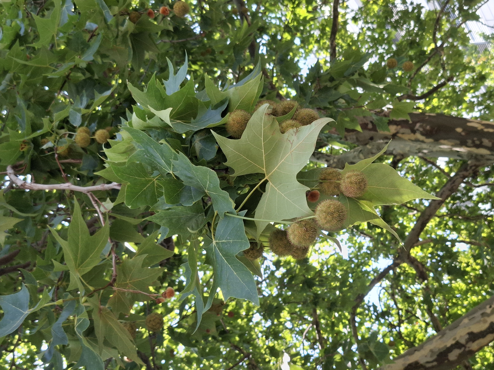 A close-up, eye-level, vertical shot focuses on the branches and leaves of a large tree, likely a London Plane tree, with a cluster of spiky, round seed balls hanging down. The leaves are broad and palmate, with distinct lobes and serrated edges, primarily a deep green color, though some lighter green and yellow hues are visible, suggesting the possibility of autumn. The seed balls are spherical, about the size of a golf ball, with a rough, textured surface, and appear to be attached to the branches by thin stems. Some smaller, reddish-brown, fuzzy spherical objects are also visible, likely also seed structures. The background consists of a blur of more green leaves and branches, dappled with sunlight, creating a bokeh effect. A hint of a building with white siding is visible in the upper right corner. The bark of the main tree trunk in the lower portion of the frame is textured and appears to have a mottled pattern of light and dark gray, and brown. The image does not contain any people or visible signs of human activity beyond the implied presence of the tree in an urban or semi-urban environment. The location is specified as Domat/Ems, Switzerland.