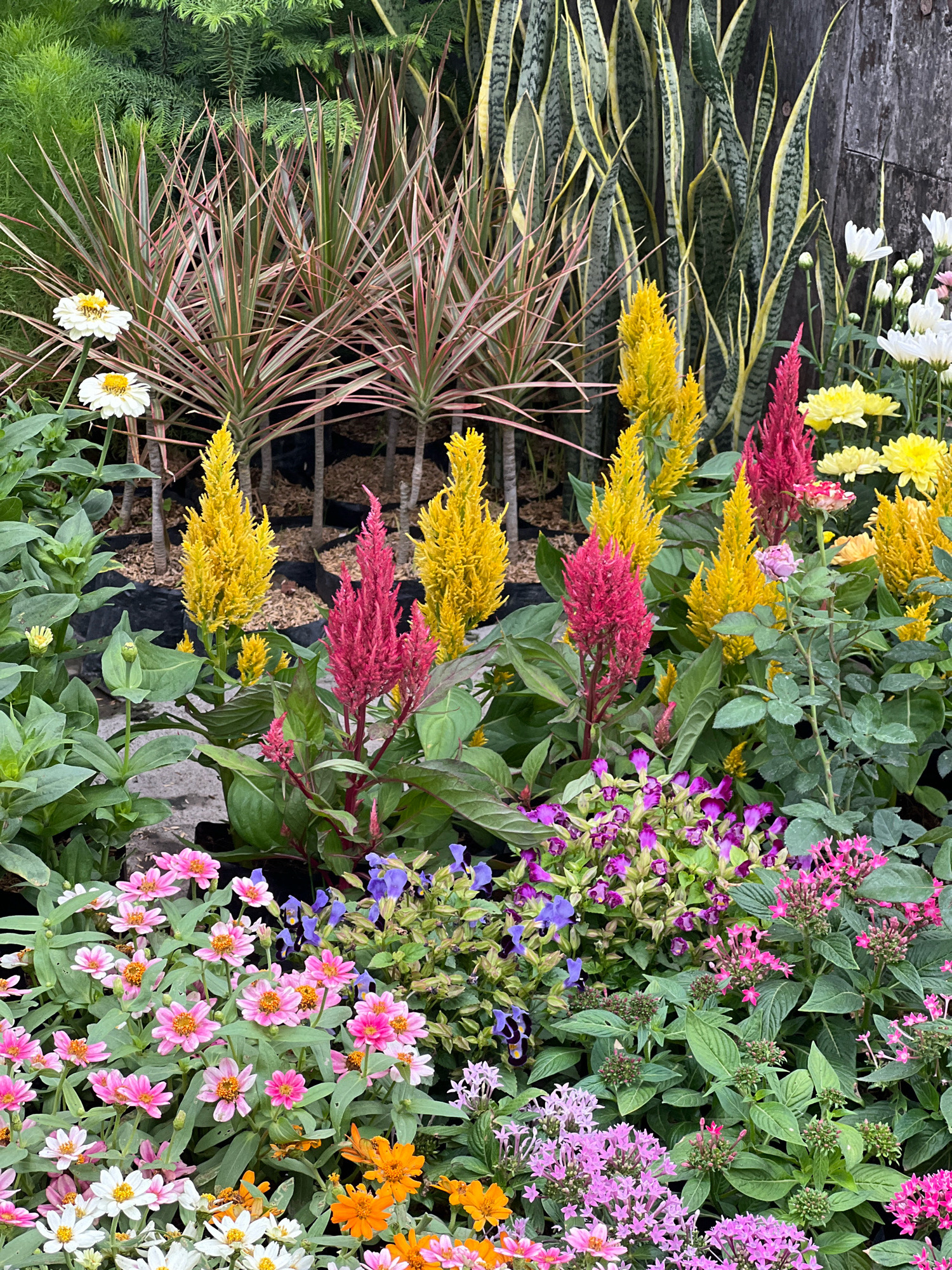 The image depicts a vibrant and lush display of various flowering plants and foliage. In the foreground, a dense arrangement of small, pink and white flowers with yellow centers dominates, interspersed with some orange flowers. Behind these, clusters of tall, spiky flowers in bright magenta and yellow are prominent. The background features strappy, green and yellow striped snake plants and other greenery, creating a layered effect. The plants are neatly arranged, likely in pots or planters, suggesting a garden center, nursery, or a well-maintained private garden. The overall impression is one of abundance and a rich variety of colors and textures. The context of Denpasar, Indonesia suggests a tropical or subtropical climate, which would support the growth of such diverse plant life.