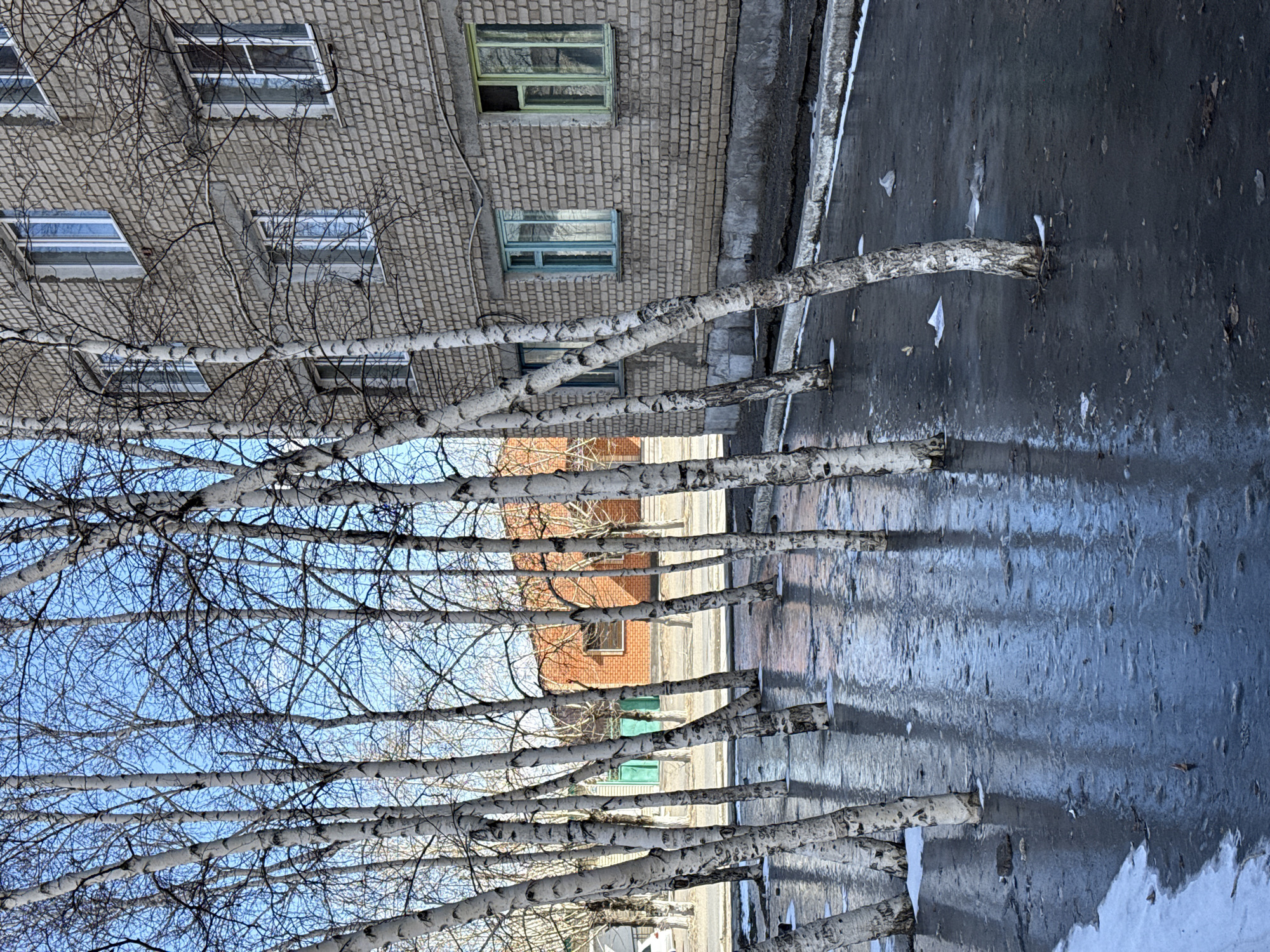 The image shows a street scene in Borzya, Russia. A row of white-barked birch trees stands along the street. Behind the trees are brick buildings, one light gray and the other red-brown. Windows are visible in the buildings, some framed in green. The street surface appears wet, possibly from rain or melted snow, and reflects the trees and buildings. There are some small patches of snow visible near the street. The trees are mostly bare of leaves, suggesting a late autumn or early spring season. The sky is visible through the branches and is a clear blue.