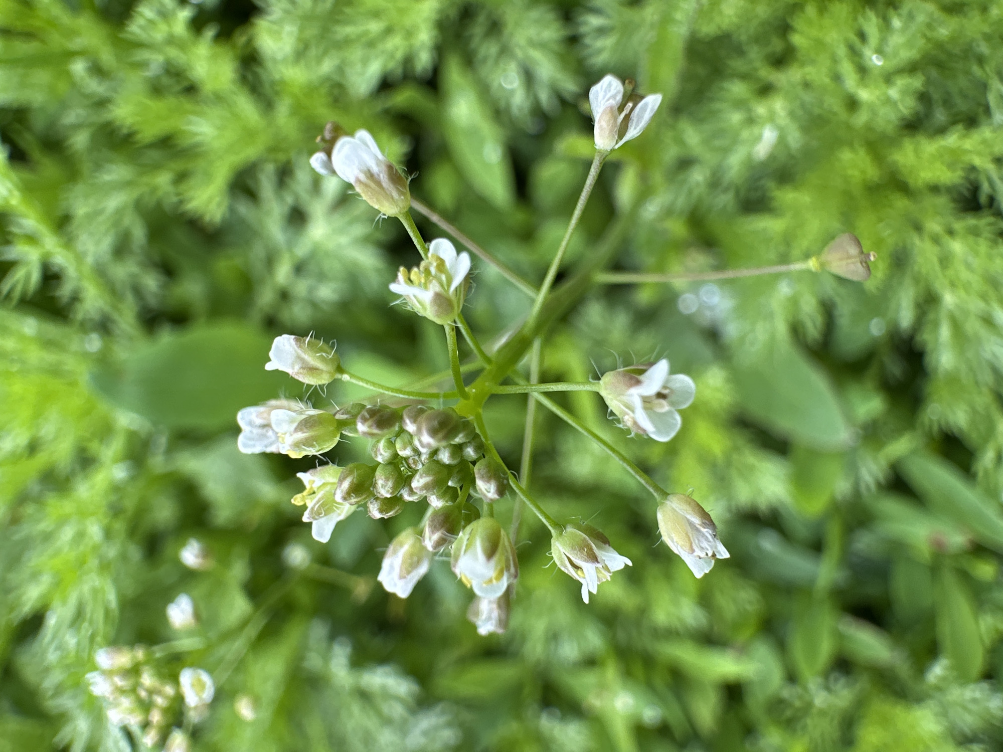 This is a close-up, overhead shot of a flowering plant with tiny white and green flowers and buds. The flowers have delicate white petals and some have yellow stamens. They are clustered together on thin stems. The background is a blur of vibrant green foliage, suggesting a natural outdoor environment. There are no people or man-made objects visible in the image. The location is described as Unknown, Unknown.