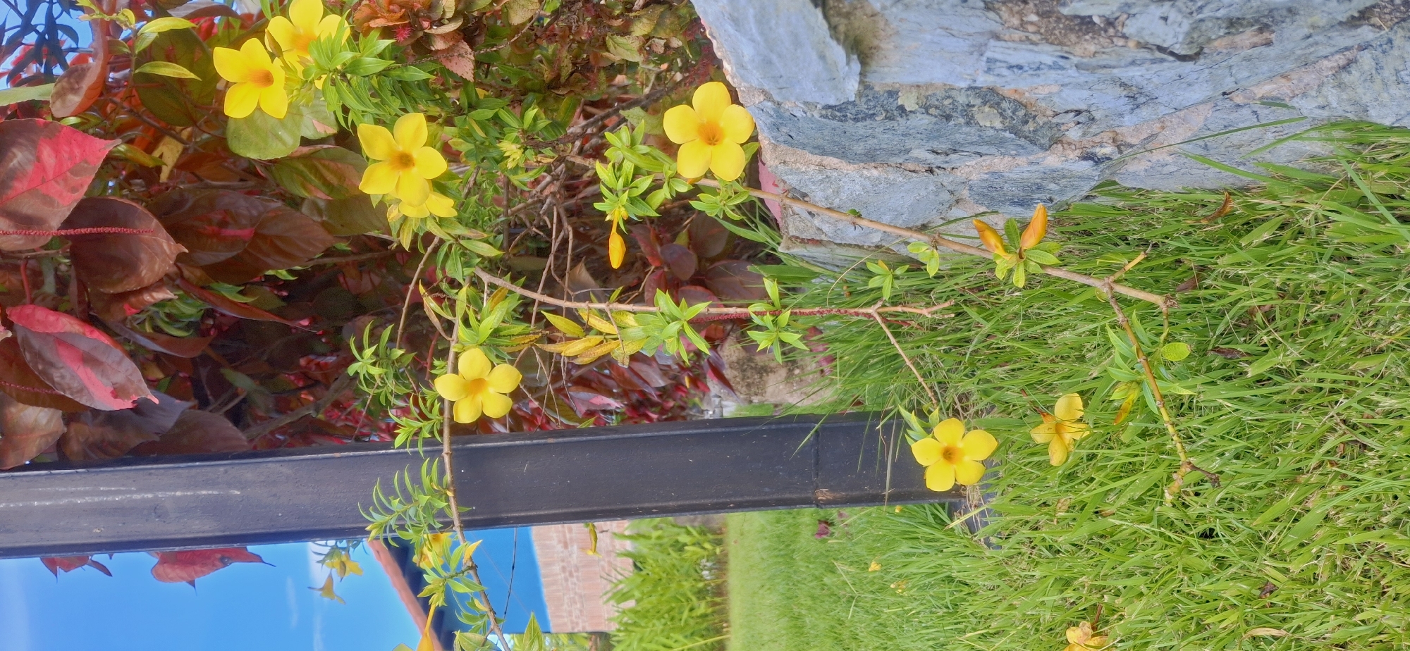 The image shows a cluster of bright yellow flowers with five petals each, blooming on thin, winding stems against a backdrop of lush green grass. The flowers are located in Vallecito, Venezuela, near a dark metal pole and a rough-textured stone wall. The sky is a vibrant blue, and in the background, a building with a red-tiled roof and blue walls is visible, along with some dense foliage in shades of red and green. The scene is outdoors, suggesting a garden or natural setting. There are no people or animals present in the image.