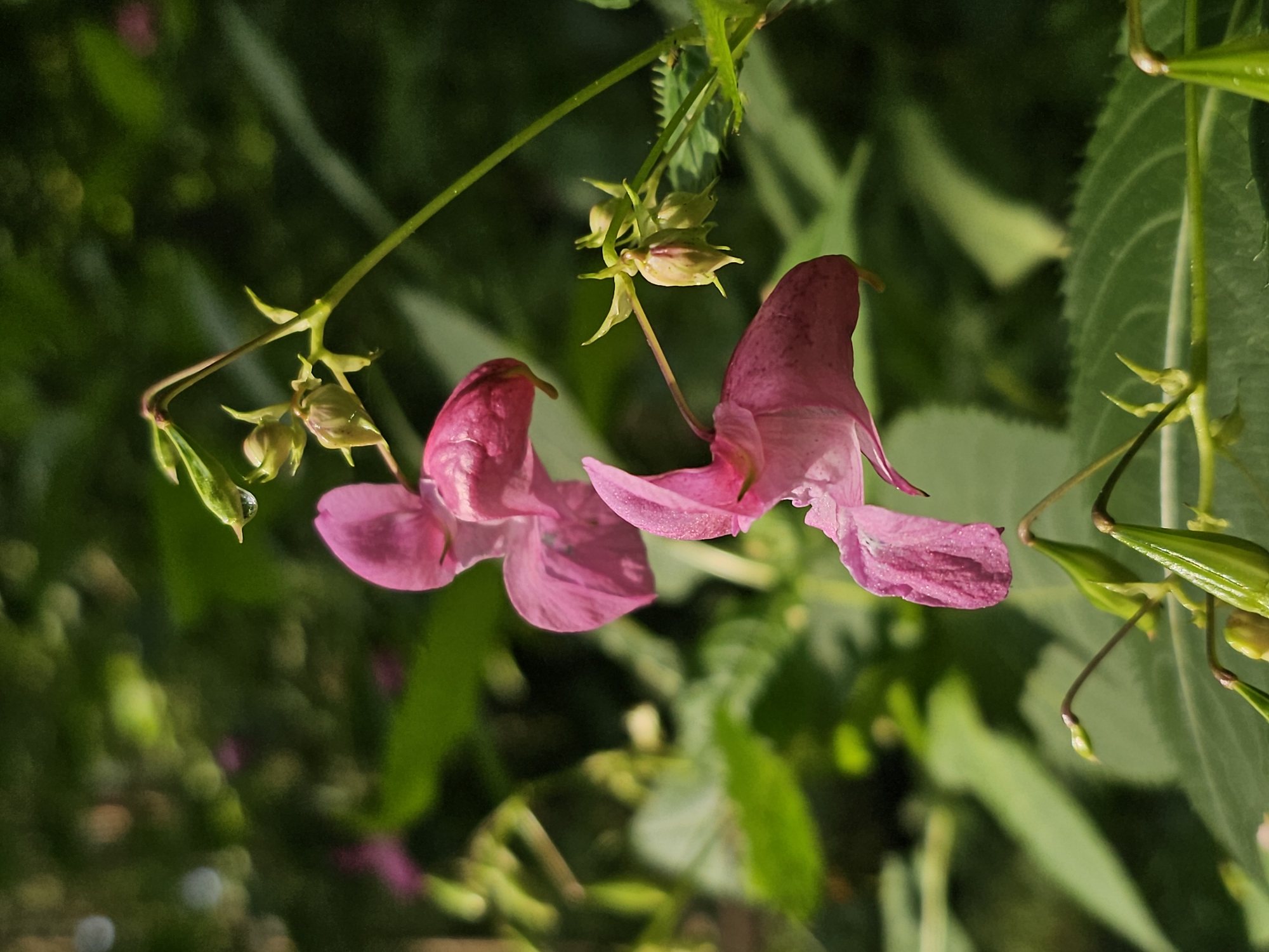 Two pink flowers are in focus in the foreground of the image, against a blurred green background. The flowers are orchid-like in shape, with a single petal extending forward and three petals fanning out behind. One flower is positioned higher and to the left, while the other is lower and to the right. Green stems and seed pods are visible around the flowers. The overall impression is of a close-up shot of nature.