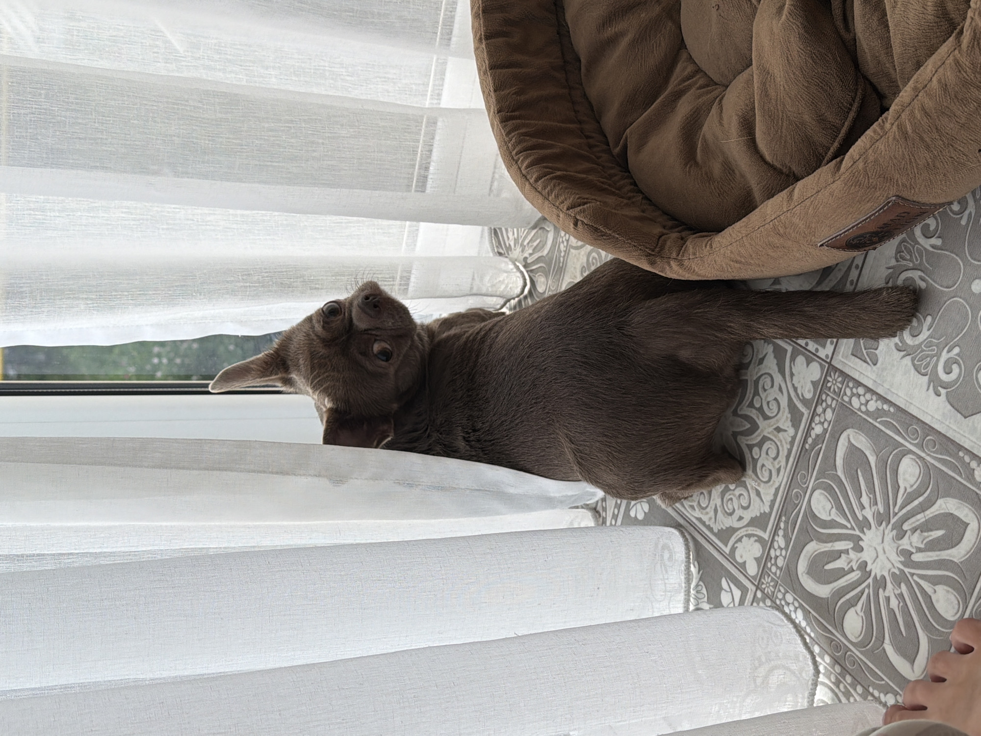 A brown cat is lying on a window sill next to a brown cat bed on a patterned tile floor. White curtains are visible in the background. The location is unknown and cannot be determined to be Votkinsk, Russia from the provided image. A person's foot is visible in the bottom right corner of the image.