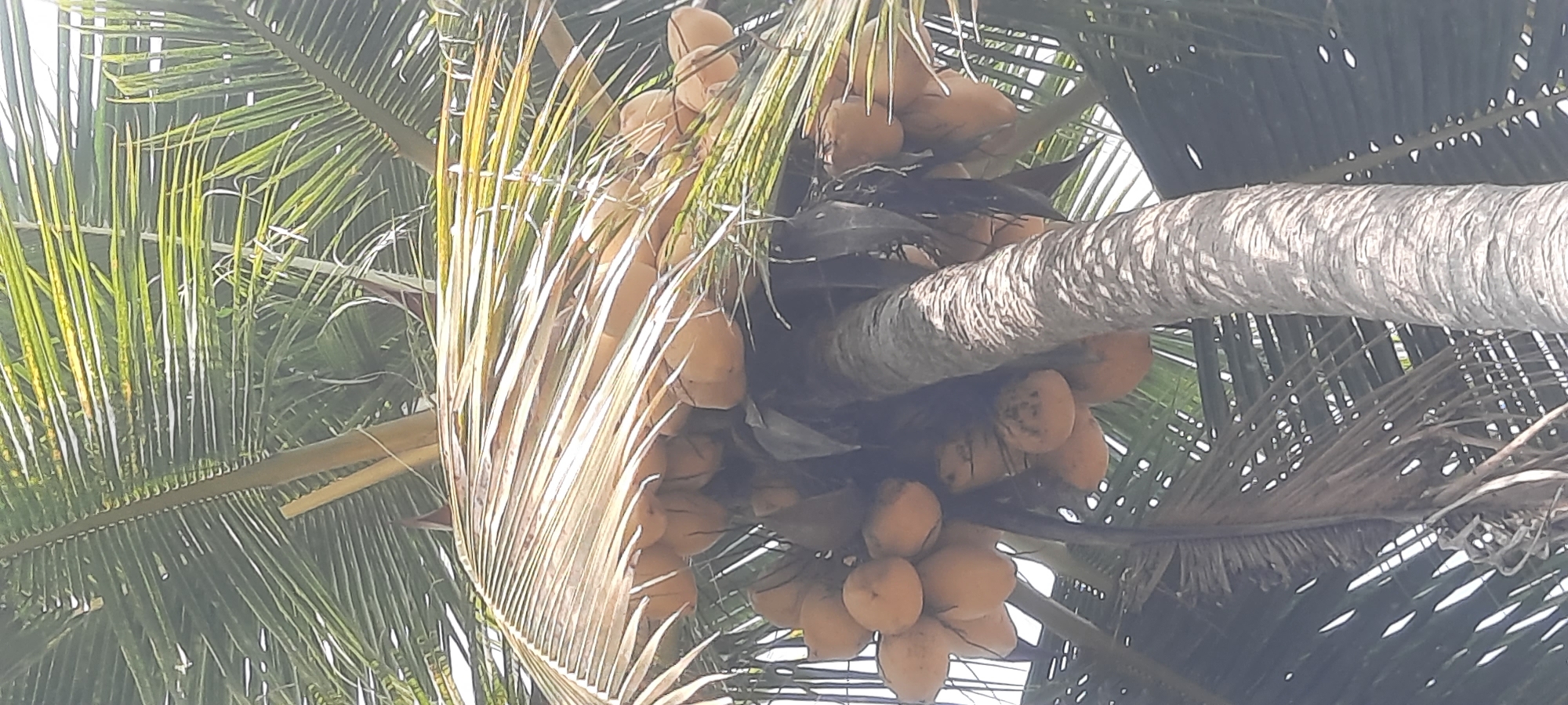 A close-up, vertically oriented, low-angle shot captures a coconut tree trunk and fronds in Ploso, Indonesia. Numerous coconuts, varying in color from pale yellow to orange-brown, hang in clusters from the upper parts of the trunk. The coconuts are round and smooth. The trunk itself is rough and textured with gray and white bark. Large, green and brown palm fronds dominate the upper portion of the image, some appearing dry and brown, while others are vibrant green. The fronds create a dense canopy, with sunlight filtering through the gaps, creating a dappled lighting effect. The background is a blur of green and white, suggesting foliage and possibly a bright sky. There are no people visible in the image.