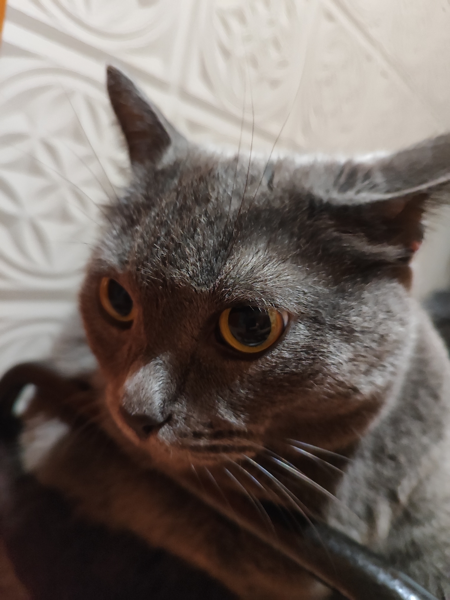 A close-up, low-angle shot focuses on the face of a gray cat. The cat's fur is short and dense, with slightly lighter undercoat visible. Its ears are pointed and alert, and its eyes are large, round, and a bright amber color. The pupils are dilated, suggesting the ambient light is low. The cat's whiskers are long and numerous, fanning out from its muzzle. The background is out of focus, appearing to be a textured, possibly patterned surface, in a light neutral color, with some shadow and light play. There is no identifiable location in Pavlodar, Kazakhstan visible in the image; it is a generic indoor setting.