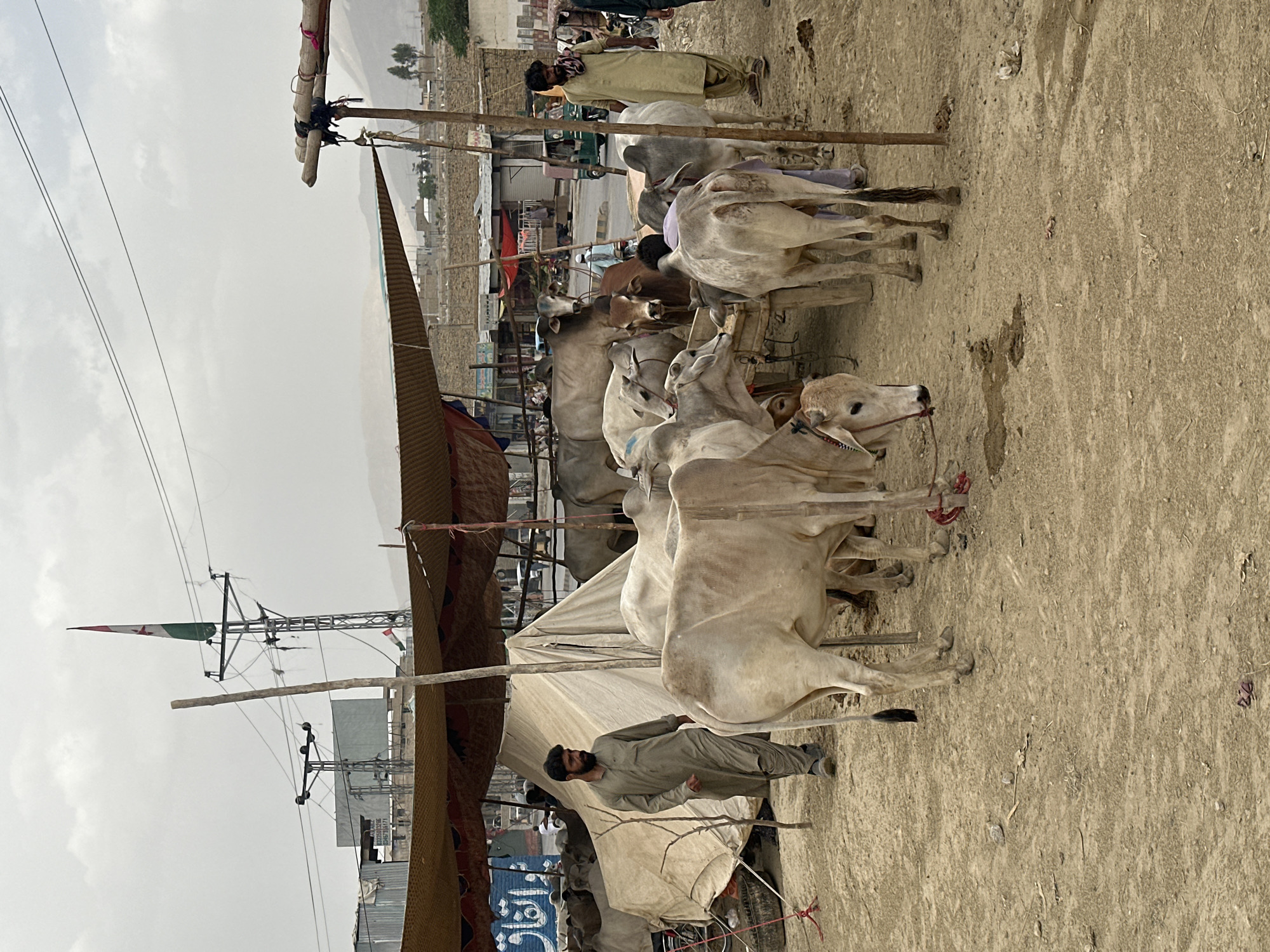 The image depicts a livestock market in Quetta City Tehsil, Pakistan. Several white oxen are tethered with ropes, some to rudimentary wooden structures. A man dressed in traditional Pakistani attire stands near a makeshift tent structure providing shade. Other men are present near the livestock. The backdrop includes buildings, power lines, and a view of distant hills under a cloudy sky. The ground is a dry, dusty terrain.