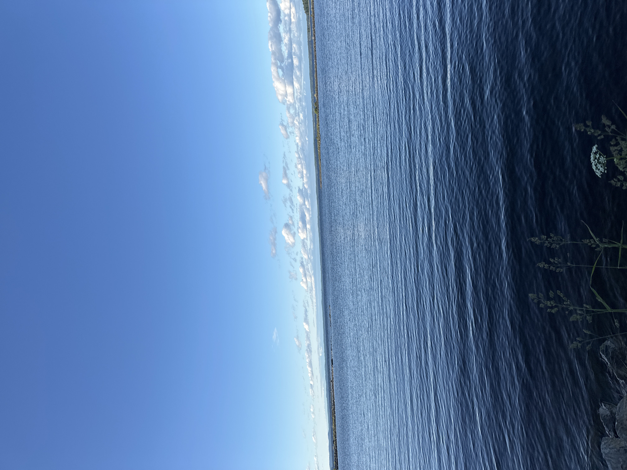 The image depicts a vast body of dark blue water under a clear, bright blue sky with scattered white clouds. In the foreground, the water exhibits a rippled texture. The far shore is visible as a low, dark green line, suggesting a forested or vegetated landscape, with a strip of light-colored rocks or a causeway running parallel to the shore in some sections. A small cluster of light-colored wildflowers and thin grasses are visible in the bottom right corner, growing near a rocky edge. The scene evokes a sense of natural serenity. The location is identified as Yanisyarvi, Russia.