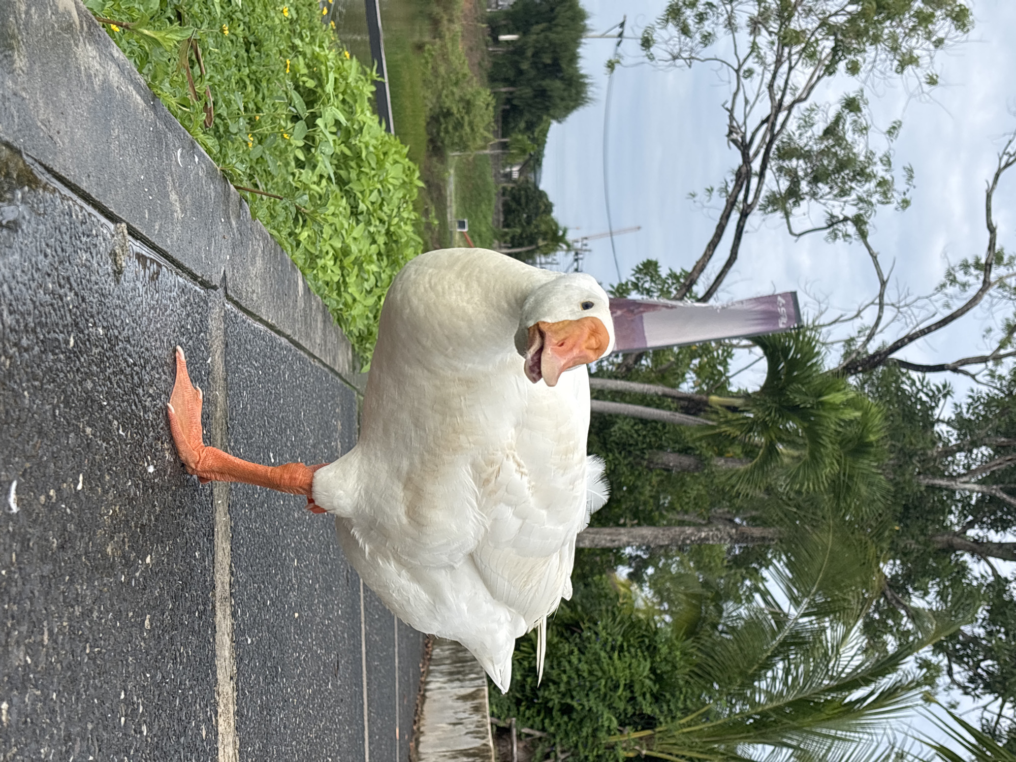 A close-up, eye-level shot depicts a white goose standing on a tiled surface, possibly a sidewalk, in what appears to be Choeng Thale, Thailand. The goose has an open beak and an outstretched, orange leg. The background features lush green vegetation, including trees and bushes. In the distance, there is a body of water and possibly other buildings or structures, partially obscured by the greenery. The sky is overcast, creating soft, diffused lighting.