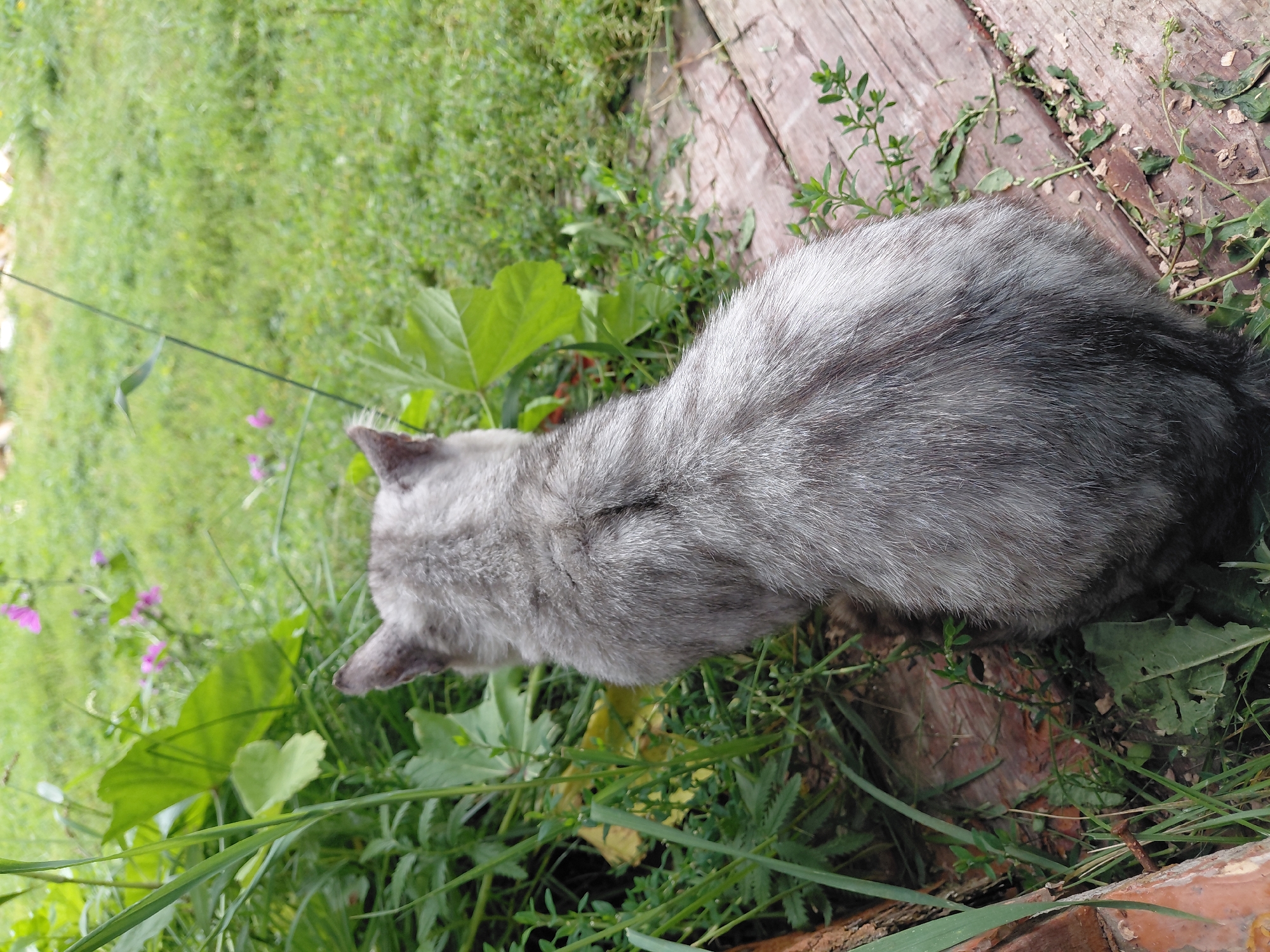 An adult gray cat is viewed from behind, sitting on a weathered wooden deck surrounded by lush green vegetation and some pink flowers in the background. The cat's fur is a mixture of gray and white, with subtle darker stripes visible along its back. The deck appears to be constructed of rough-hewn wooden planks with visible grain and some signs of age. The surrounding greenery consists of tall grasses, broad leaves, and smaller plants. The overall environment suggests an outdoor setting, possibly a garden or backyard, within the city of Malinovka, Russia.