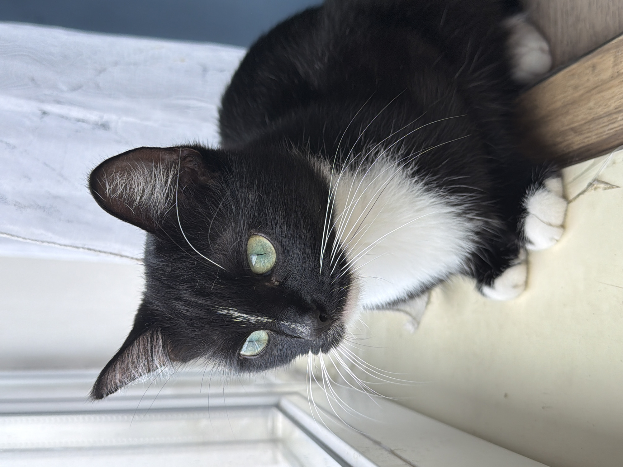A black and white cat with striking green eyes is positioned on a windowsill, its gaze directed outwards. The cat has a white chest and paws, and a narrow white stripe running down its nose. The windowsill appears to be made of wood and is situated near a window with sheer curtains. The background is blurred, with hints of an indoor setting. The image was captured in Krasnyi Krym, Russia.