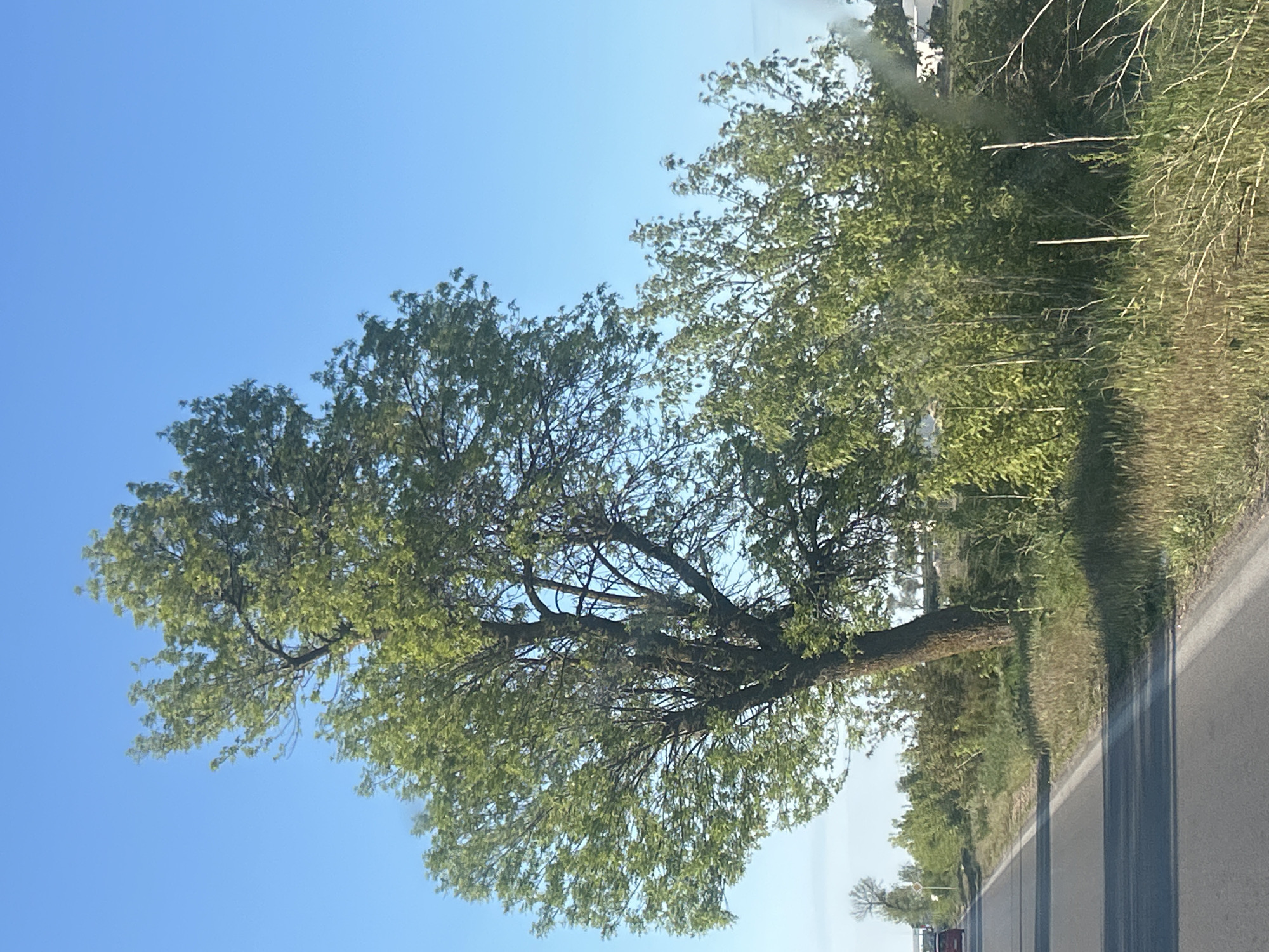 The image shows a large tree with green leaves, extending from the right side of a road towards the left side of the frame against a clear blue sky. The road is asphalt with painted lines. Vegetation is visible along the roadside. The location is in the city of Unknown, Unknown.