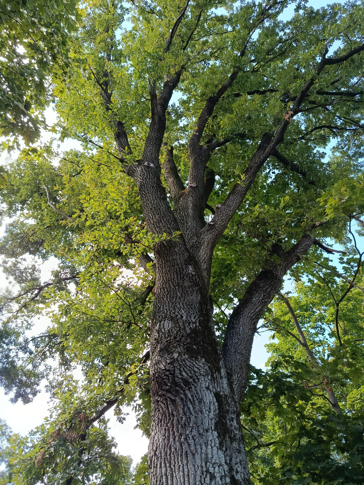 This image depicts the trunk and canopy of a large, mature oak tree, viewed from a low angle looking upwards towards the sky. The bark of the tree is deeply furrowed and textured, with patches of moss present. The branches spread widely, covered in lush green leaves that form a dense canopy. Sunlight filters through the leaves, creating dappled patterns and highlighting some areas with a brighter green. The sky is visible in the background, a clear blue. The image was taken in the city of Mahilyow, Belarus.