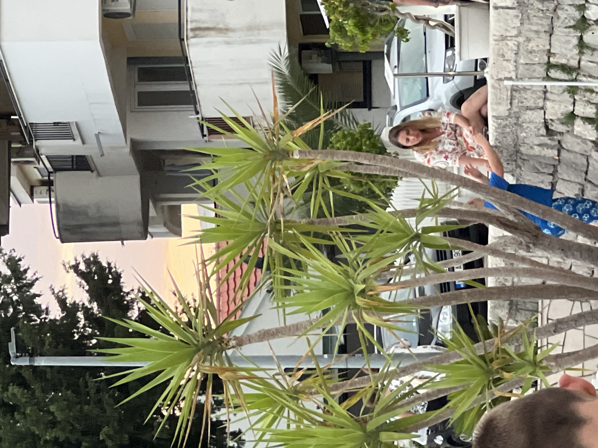 This is an outdoor, vertical, medium shot taken in a coastal setting in Baošići, Montenegro. The scene is dominated by a cluster of yucca plants in the foreground. In the midground, a white car is parked behind a stone wall. A woman with blonde hair, wearing a floral print top, is seated on the wall, looking down. Her arms are extended, and it appears she might be interacting with someone or something out of frame. Another person, wearing a blue top, is visible below and to the right of the woman. The background features buildings with balconies and windows, and some dark green trees. The sky in the upper left corner shows a warm, sunset-like hue, suggesting the time of day is late afternoon or early evening. The weather appears to be clear. The stone wall has small plants growing in its crevices. A license plate is partially visible on the car, showing "A 90".