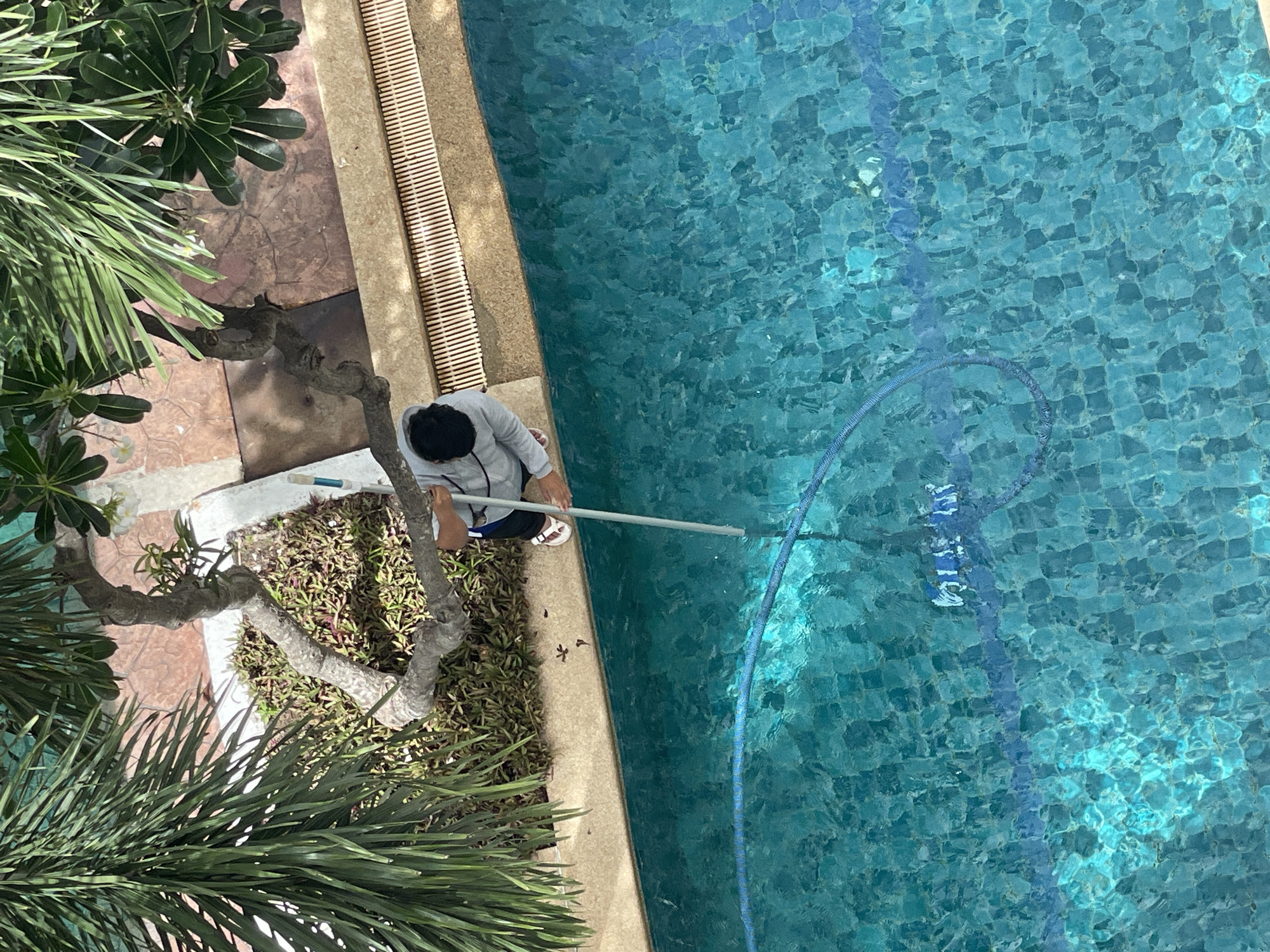 This high-angle shot captures a person cleaning a swimming pool with a blue hose and a pole. The person, wearing a gray hooded sweatshirt and white sandals, is positioned on the edge of the pool, partially obscured by a tree. The pool water is a vibrant turquoise, with sunlight creating patterns on the tiled bottom. Lush green foliage, including palm fronds and a flowering tree, frames the scene, suggesting a tropical setting. The poolside area features a sandy-colored tiled border and a beige tiled walkway with drainage grates. This scene likely depicts a common maintenance activity in a residential or resort setting within Pattaya City, Thailand, a popular tourist destination known for its beaches and vibrant atmosphere.