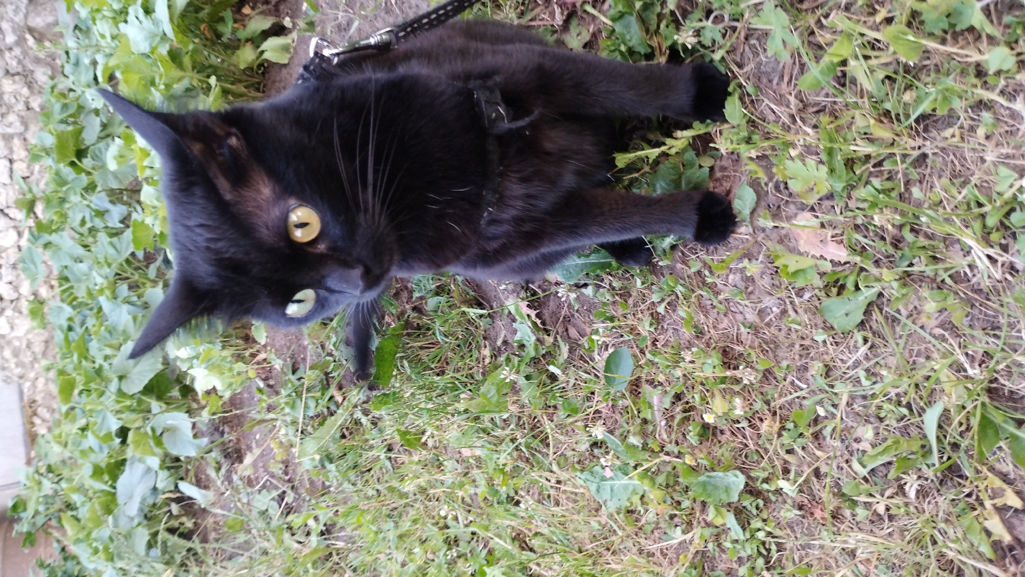 A black cat with bright yellow eyes and green irises lies on a patch of grass, with its body angled towards the viewer. The cat is wearing a harness and leash. It appears relaxed, with its eyes open and alert. The background consists of dry grass, some green weeds, and a blurry patch of light-colored gravel or stone on the left side of the image. The lighting suggests it is daytime, possibly outdoors in a garden or yard. There is no visible text in the image.