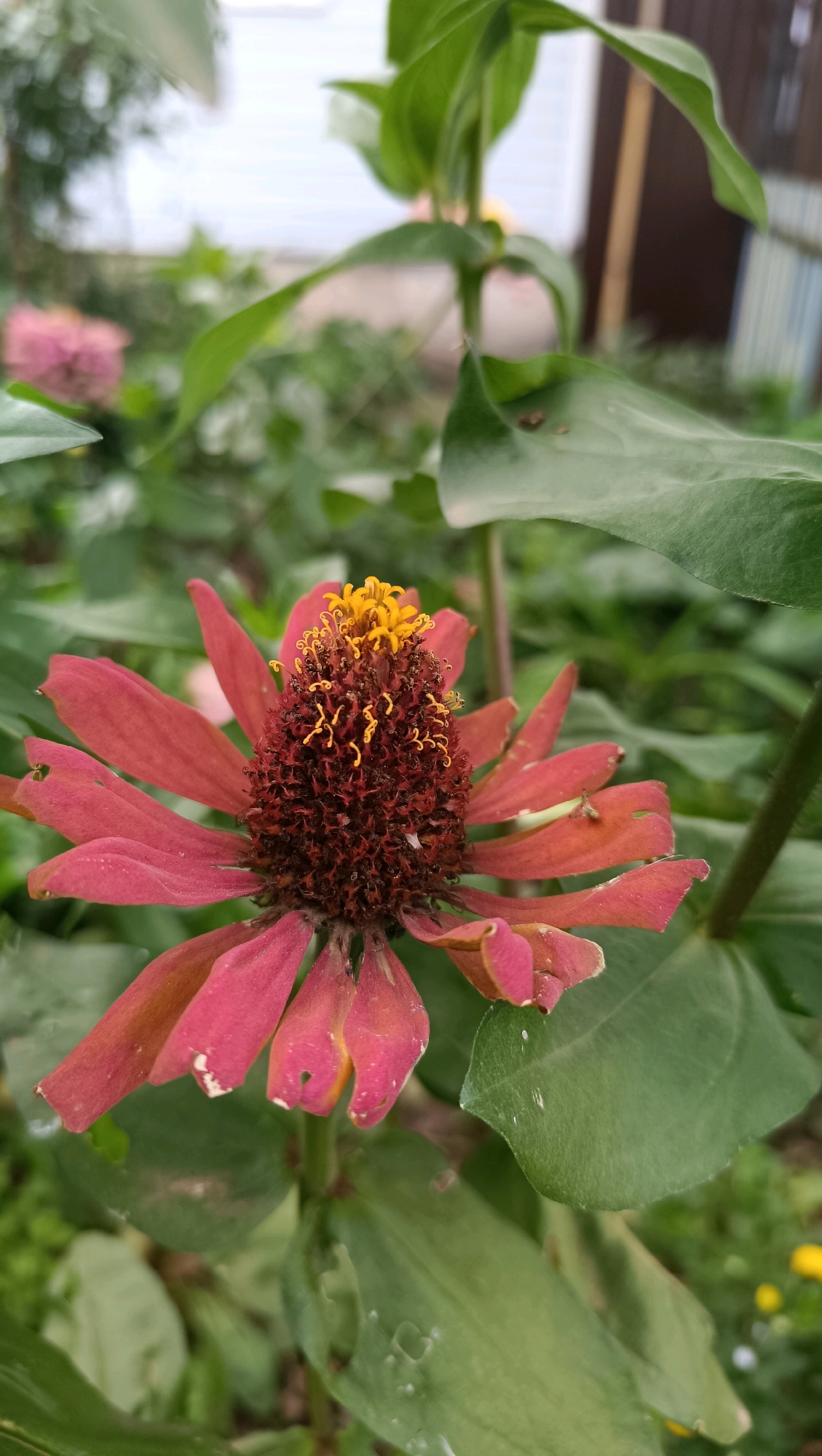 A single pink zinnia flower is in focus in the foreground, its petals slightly wilted and some showing signs of damage. The center of the flower is a cluster of deep red florets, topped with bright yellow stamens. The background is blurred, showing green foliage and hints of a light-colored building and fence, suggesting an outdoor garden setting, possibly in a residential area. The image does not contain any people or specific identifiable landmarks that would indicate its location within the city of Karsha, Russia. The overall impression is a close-up shot of a flower in a natural or garden environment.