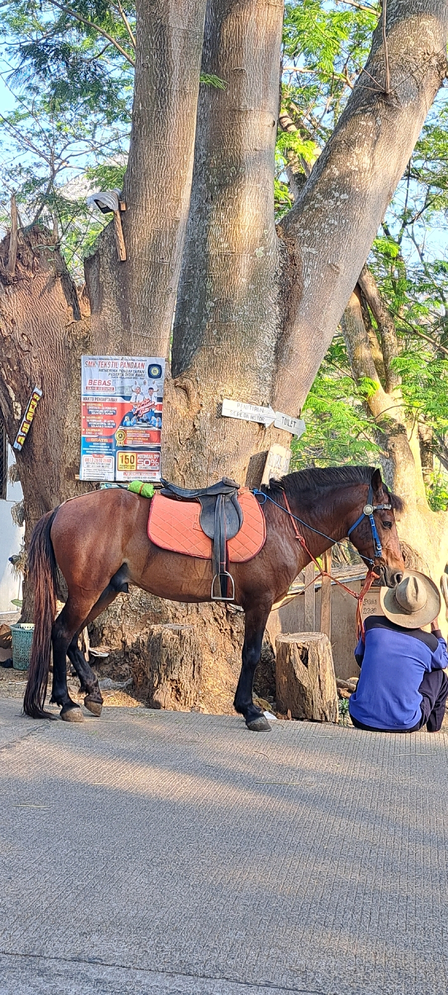 In Sukoreno, Indonesia, a brown horse with a saddle stands tethered to a large tree. The horse is equipped with a blue bridle and an orange saddle pad. Beside the horse, a person wearing a blue shirt and a straw hat sits on the ground, facing away from the camera, looking towards the horse. A sign advertising "SMK TEKSTIL PANDAAN" and detailing registration information is affixed to the tree. Another sign indicates "PENITIPAN SEPEDA MOTOR" (Motorcycle Parking) and "TOILET." The scene is set outdoors with a paved ground surface and sunlight filtering through the surrounding trees.