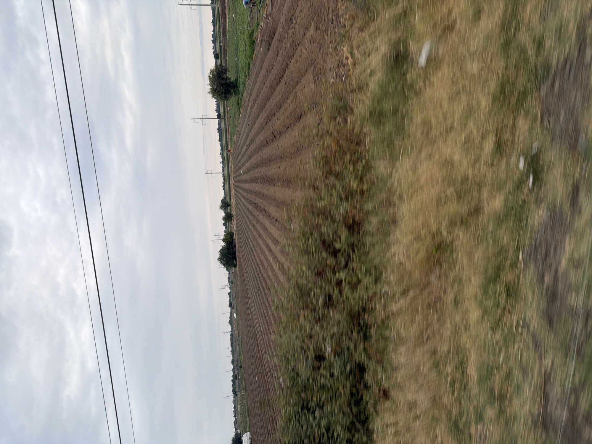 An overcast sky looms over a rural agricultural landscape in Mollahəsənli, Azerbaijan. In the foreground, out-of-focus green and brown vegetation blurs the scene. Beyond this, neatly plowed brown earth stretches out in parallel rows, indicating recently tilled fields. A line of trees and scattered power lines dot the horizon, with a few distant figures visible working in the fields. The overall impression is one of agricultural activity under a cloudy sky.