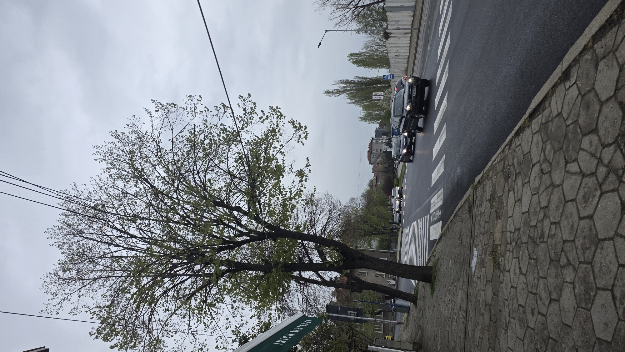 The image shows a street scene in Blagoevgrad, Bulgaria. A large tree with budding green leaves dominates the left side of the frame. Overhead power lines are visible above the tree. To the right of the tree, a paved sidewalk borders a wet asphalt street with a crosswalk. Cars are lined up on the street, waiting, at the crosswalk. Buildings are visible in the background. A green sign with white lettering stands near the bottom left corner. The sky is overcast. The pavement is made of hexagonal stones. The overall scene suggests a typical urban environment on a cloudy day.