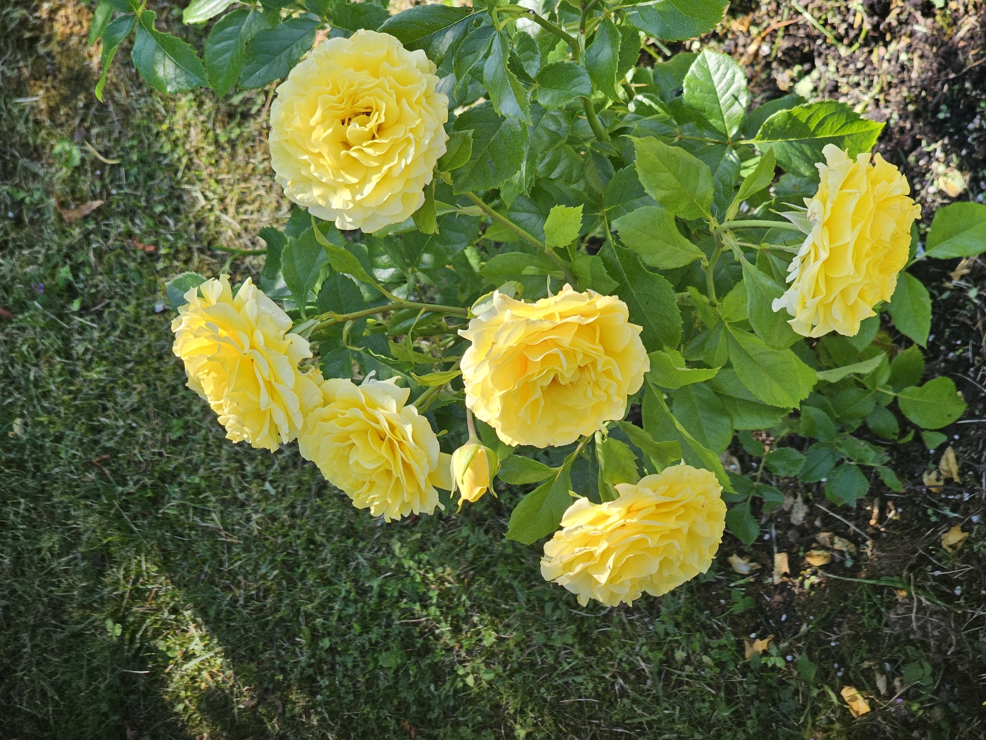 A cluster of seven bright yellow roses is in full bloom, with lush green foliage surrounding them. One rose bud is also visible. The flowers are the primary subject of the image, occupying the majority of the frame. They are set against a backdrop of green grass, with scattered fallen leaves and dark soil. The lighting suggests a sunny day, casting dappled shadows on the grass. No people or other objects are present. The scene is natural and appears to be in a garden or park setting. The specific location within the city of Moscow, Russia, cannot be determined from the visual information provided in the image.