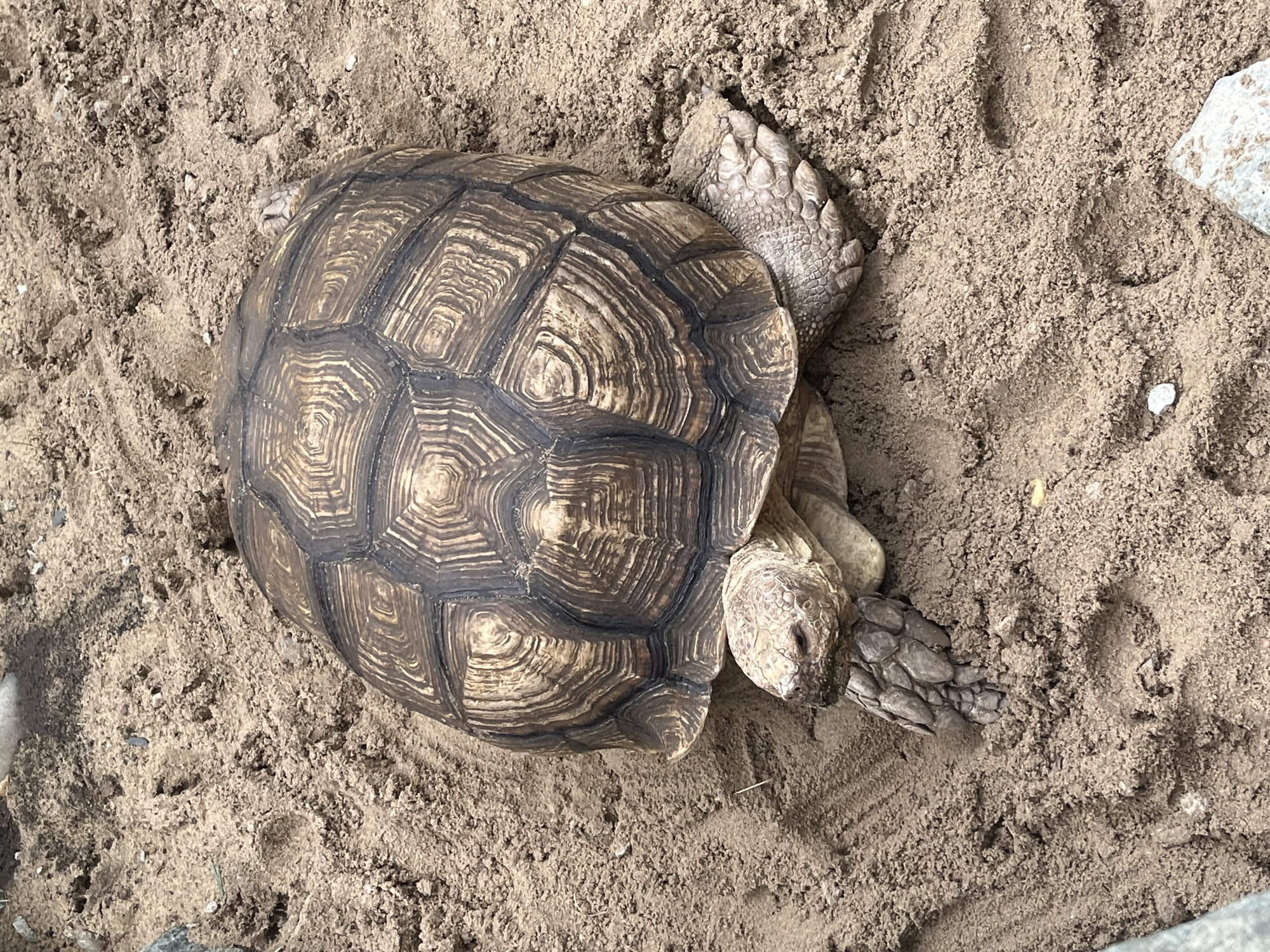 An overhead, eye-level shot shows a large tortoise resting in loose, sandy soil. The tortoise is positioned in the center of the frame, with its head and front legs emerging from the sand. Its shell is dark brown with intricate, lighter brown concentric patterns. The tortoise's skin is rough and scaly, and its eyes are partially closed. The sand is a light brown color, with visible footprints and some small pebbles scattered throughout. There are no other animals or humans present in the image. The scene appears to be outdoors, in a naturalistic enclosure. The location of Krasnodar, Russia, is not depicted or suggested by any elements within the image.