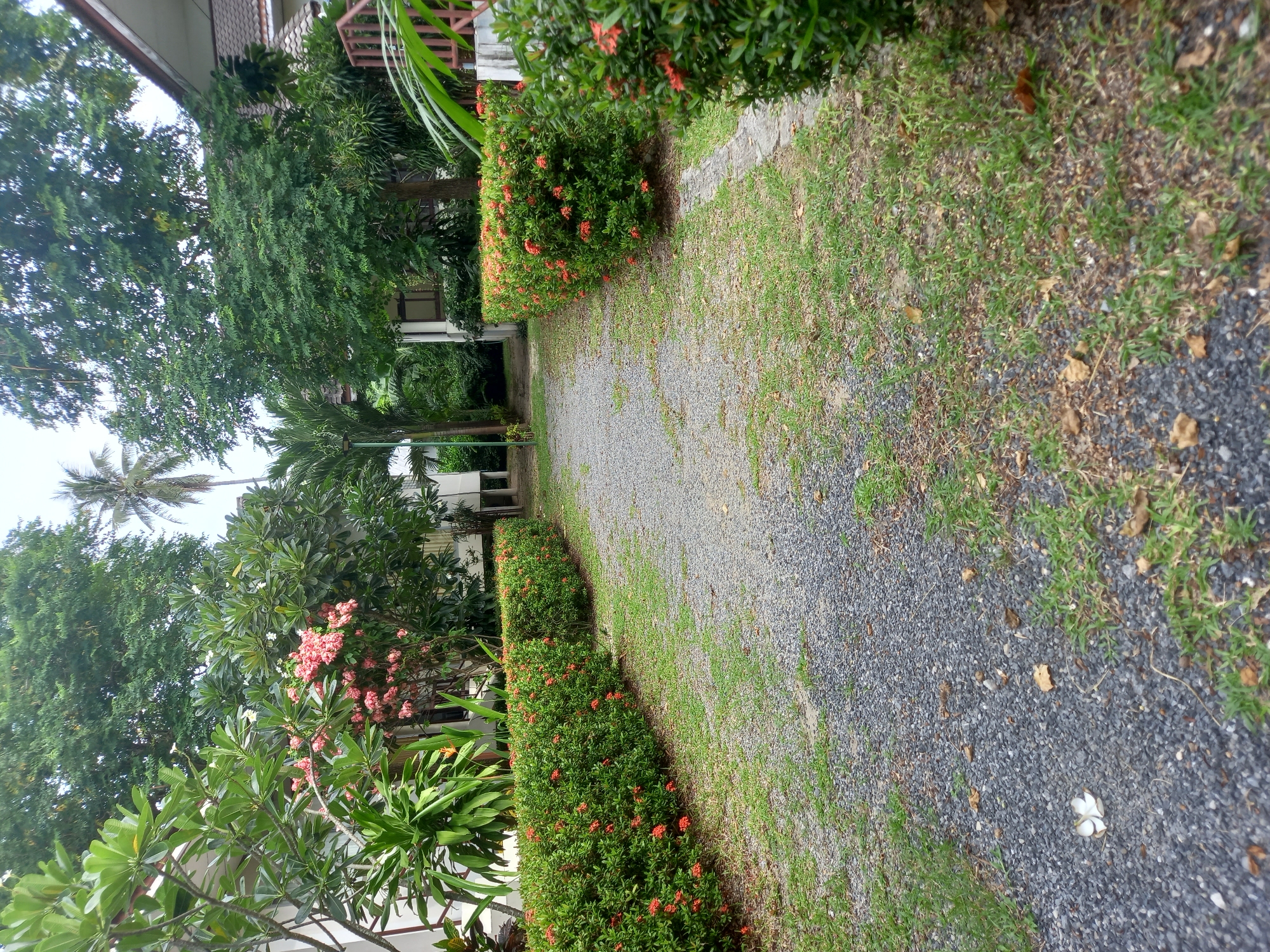 The image depicts a gravel path leading into a lush, green environment, likely a resort or park. On either side of the path, neatly trimmed hedges bloom with vibrant red ixora flowers. Tall trees, including a palm tree, provide a canopy overhead, with a hint of buildings visible through the foliage. The ground is a mixture of gravel and grass, with a few fallen leaves and a single white flower scattered on the path. The scene suggests a tranquil and well-maintained outdoor space.