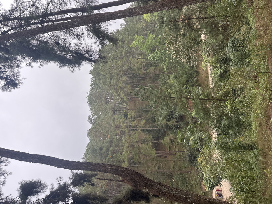 A forest scene showcases tall, slender trees ascending a hillside, their canopy dense with green foliage. A narrow, dirt path winds through the trees. Two large pine trees with dark bark frame the view, adding depth to the forest landscape. The sky is overcast, casting a soft, diffused light over the scene, giving it a slightly muted, serene atmosphere.