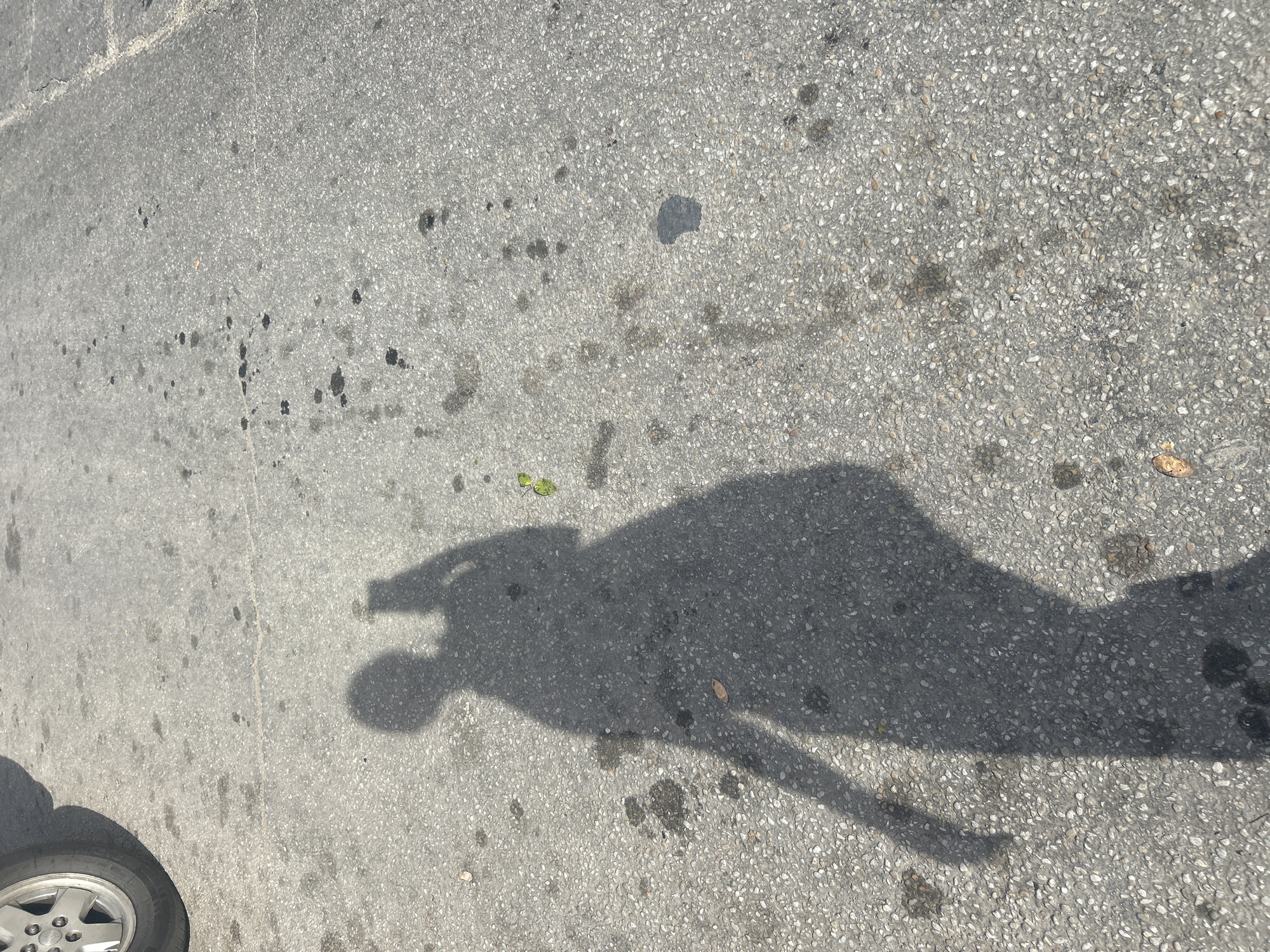The image shows a shadow of a person holding a phone, casting a long shadow on a grey asphalt surface. The shadow is of a person standing and taking a selfie. The asphalt surface has various dark stains and some small debris, possibly leaves, scattered across it. In the upper left corner, a portion of a car tire is visible. The scene appears to be outdoors, likely in a parking lot or street. The context of Santa Ana, Venezuela is not visually verifiable from the provided image.