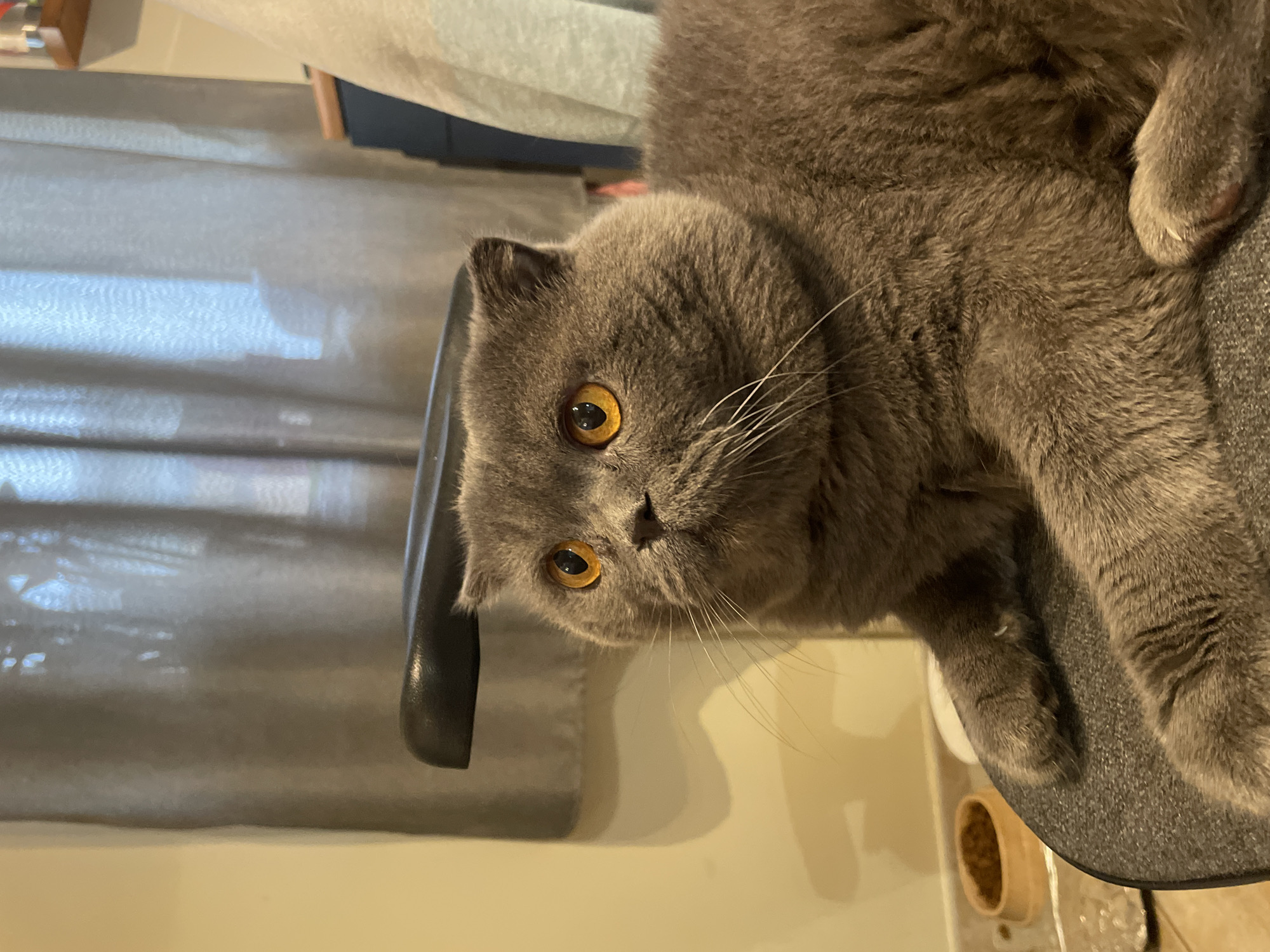 A gray cat with amber eyes lies on a gray surface. The cat is positioned at a slight angle. A black chair armrest is visible to the cat's left. A light-colored wall and a gray curtain are in the background. A light-colored bowl is partially visible in the lower right corner. Location: Unknown, Unknown.