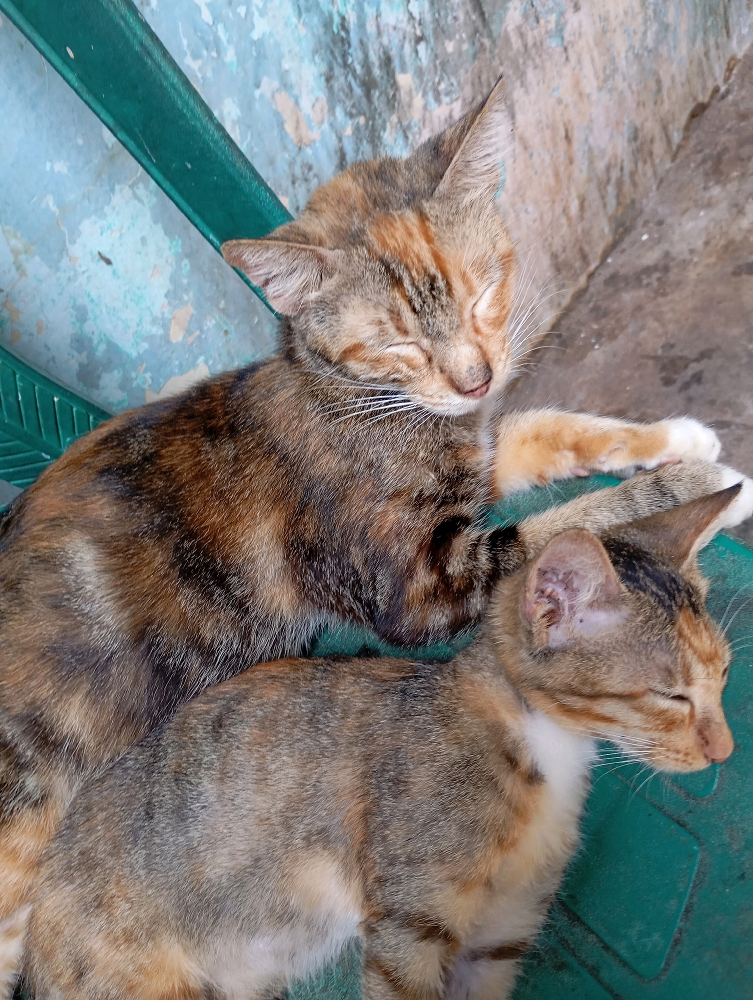 Two tortoiseshell cats are sleeping side-by-side on a green plastic chair in Balikpapan, Indonesia. The cat in the foreground is smaller and its head is turned to the right. The larger cat is on top of the smaller cat and its head is turned to the left. The cats are in an outdoor setting, with a textured concrete wall and a blue and white painted wall in the background. The lighting suggests it is daytime.