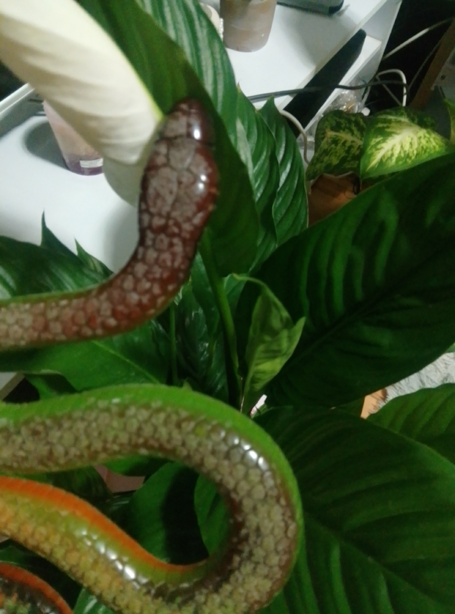 The image shows a close-up view of a snake coiled around a houseplant. The snake has a brown and green patterned body, with some orange coloration visible along its underside. The snake's head is darker brown with a patterned texture. The houseplant appears to be a Peace Lily, with large, dark green leaves and a white spathe in bloom. The background is blurred, but suggests an indoor environment with some shelving and other plants. The image does not contain any information to indicate a specific location in Wedel, Germany.