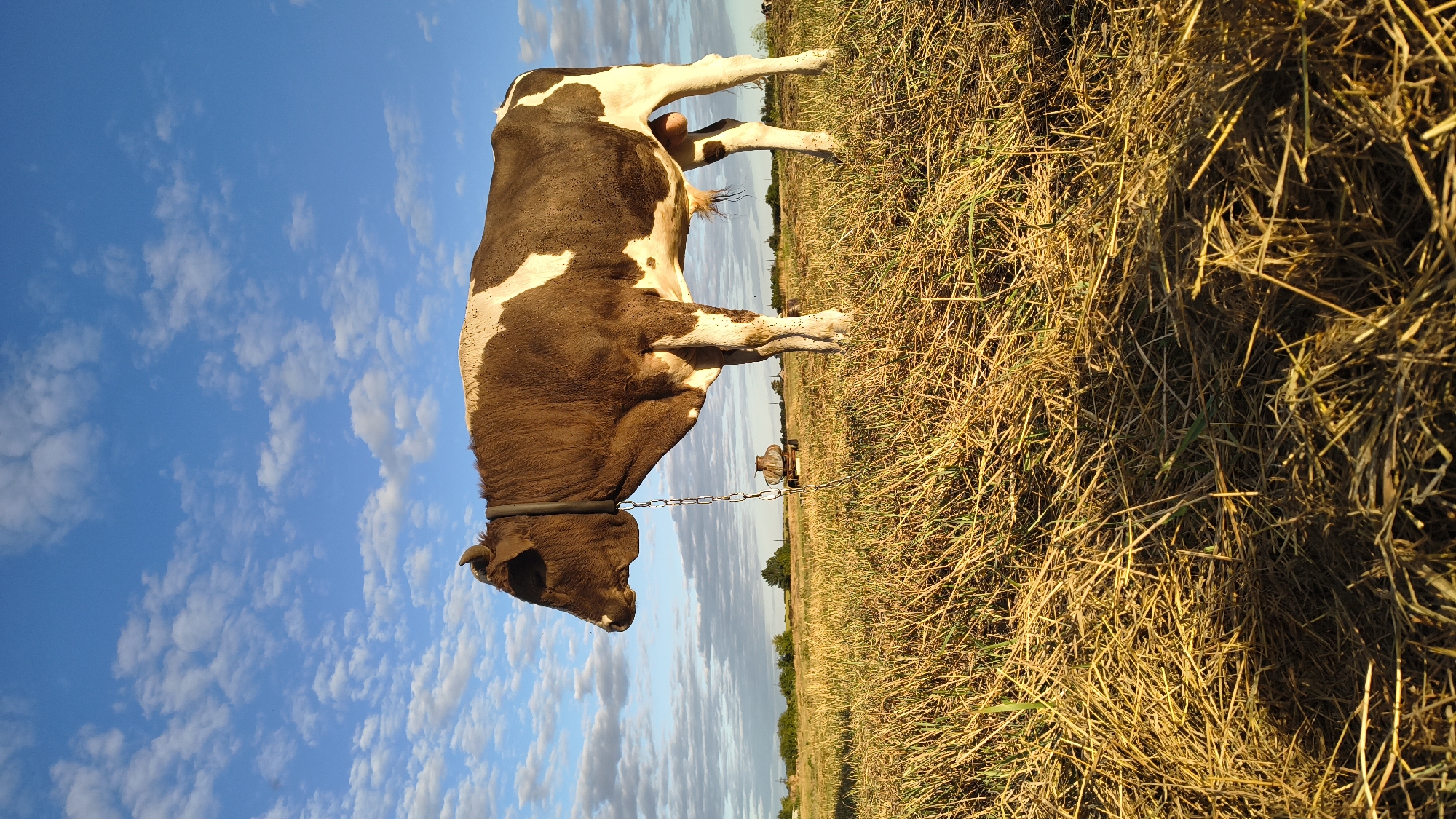 A medium-shot, eye-level, vertical, outdoor, full-body, profile view of a brown and white dairy cow standing in a harvested field. The cow is facing left, its head lowered slightly, and appears to be tethered by a chain that hangs from its collar. The field is covered in dry, golden straw. In the background, a hazy blue sky is dotted with fluffy white clouds. A piece of agricultural equipment, possibly a tank or trailer, is visible in the mid-ground to the left of the cow. A distant treeline marks the horizon. The image was taken in Larinskii, Russia.