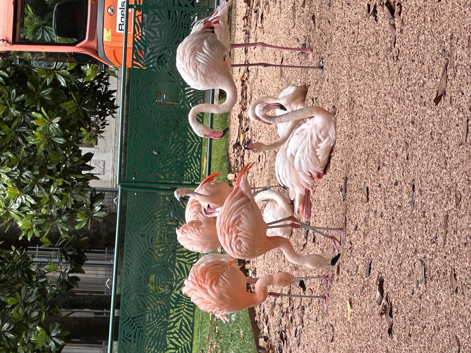 The image shows a group of flamingos in an outdoor setting with a gravel ground and some greenery. An orange vehicle with the word "Boels" is visible in the background. The flamingos are standing and interacting with each other. The setting appears to be near a decorative green fence. While the location is not explicitly stated, the presence of flamingos suggests a zoo or wildlife park environment. Further information is unavailable to confirm the exact location in Milan.