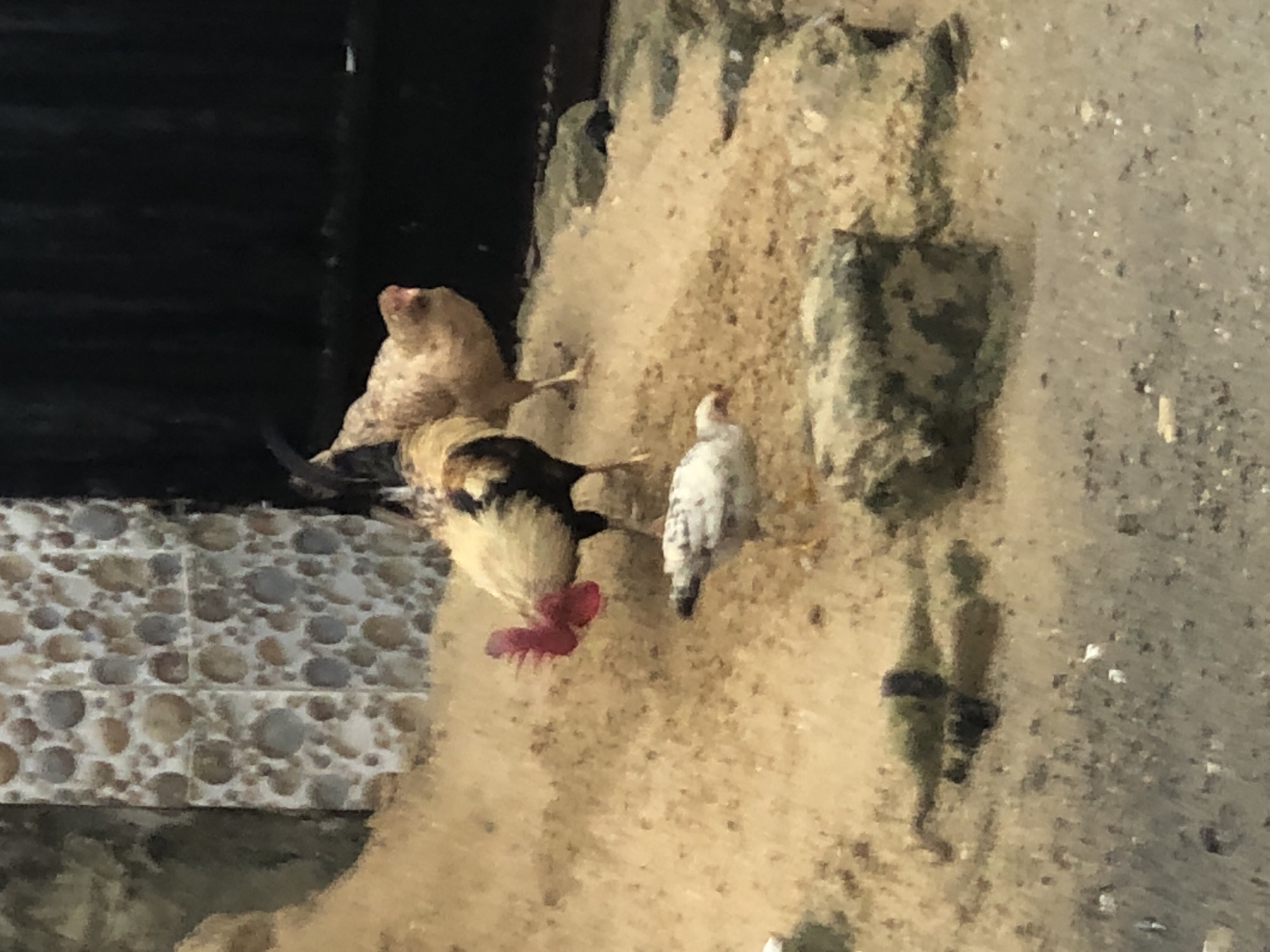 The image shows three chickens in what appears to be a building wall. The location appears to be in Ado, Nigeria based on image origin. The closest chicken has a red wattle. There is a section of tiled material behind and to the left of the chickens. The rest of the image shows a textured, possibly concrete wall that is tan colored.