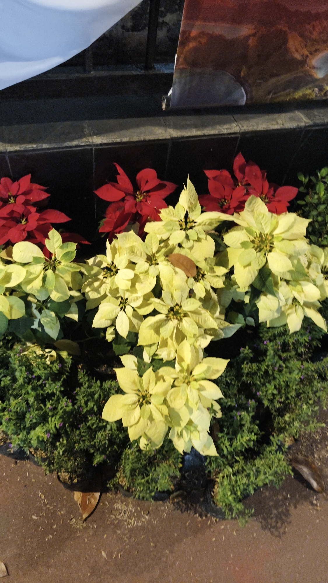 The image shows a close-up view of several poinsettia plants with red and yellow bracts arranged in a row. The plants are situated in a dimly lit outdoor environment, possibly a garden or a planter box, with dark tiles forming a backdrop. To the left, a white banner partially obscures a metal railing. The ground in front of the plants is a reddish-brown pavement with scattered debris. The scene appears to be a festive decoration, likely for the holiday season. There are no people or animals visible in the frame. The overall impression is one of vibrant floral displays against a somber background, suggesting a decorative arrangement in a public or semi-public space in Central Jakarta, Indonesia.