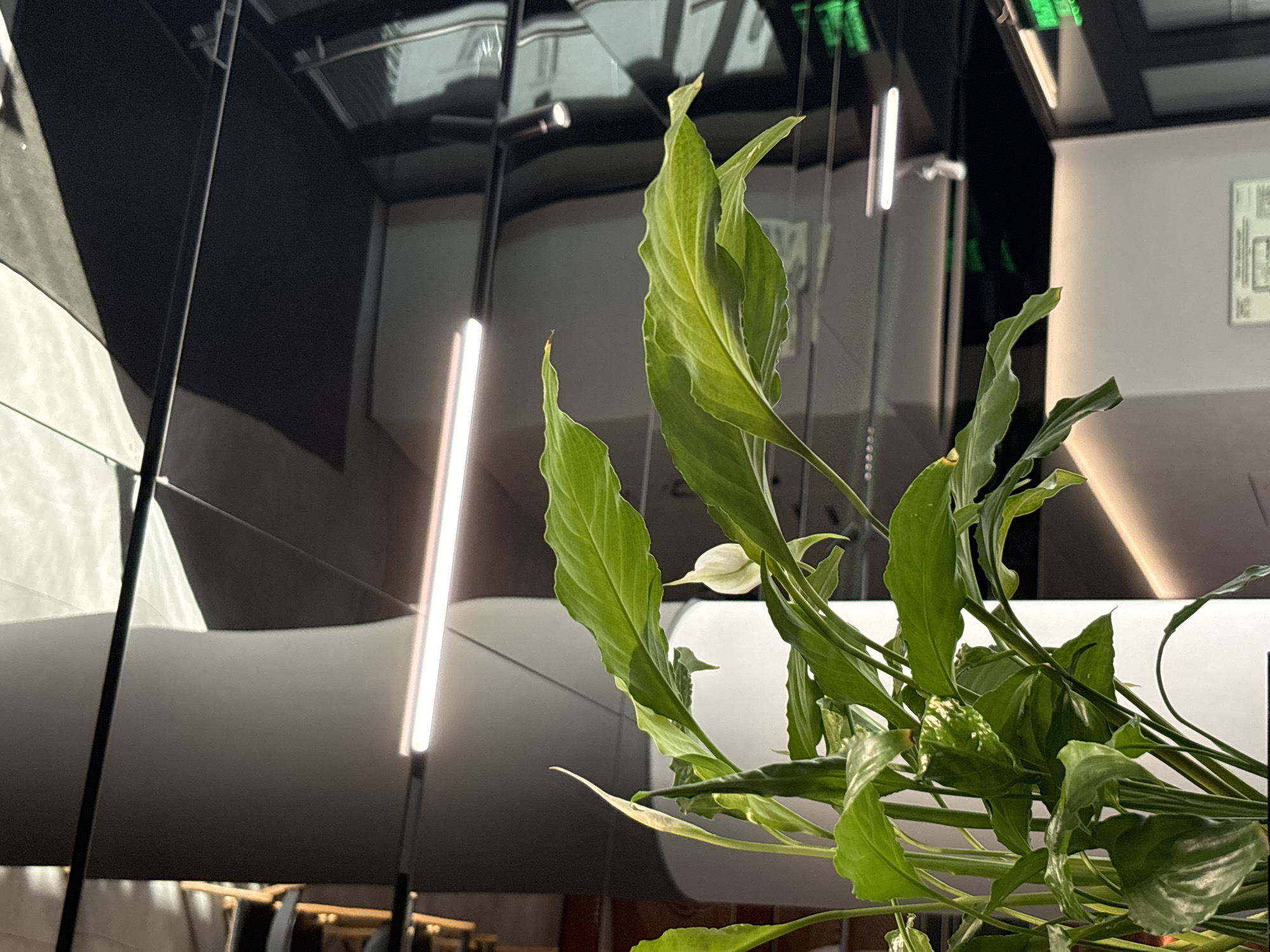 The image shows a close-up of a peace lily plant with large, dark green leaves and a single white spathe (flower). The plant is in the foreground. In the background, the ceiling appears to be made of reflective material, possibly mirrored, creating multiple reflections of lights and architectural features. There is a long, horizontal fluorescent light fixture visible, as well as a smaller spotlight. The overall environment suggests an indoor space, potentially an office or a modern building interior. There are no people visible in the image. The scene is well-lit, with the light reflecting off the ceiling and the plant's leaves. There is no information available to indicate the location is Moscow, Russia.