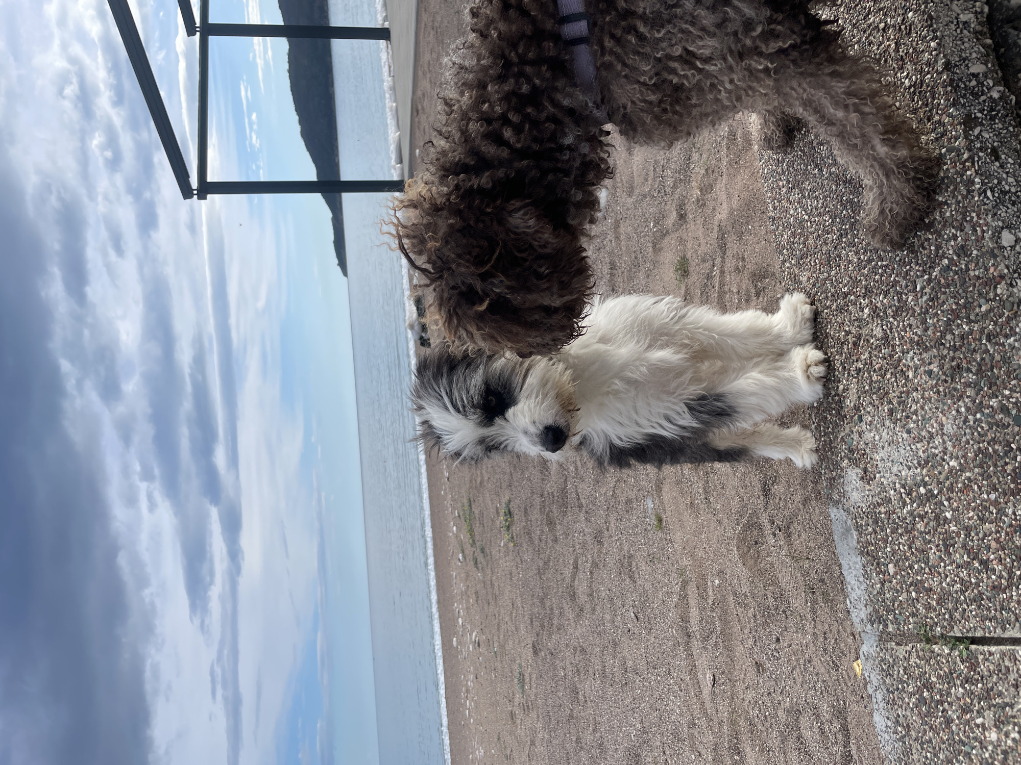 The image depicts two dogs on a beach in Boreti, Montenegro. The foreground contains a seated, medium-sized, white and grey dog. In the background is a standing, medium-sized, brown dog. The beach consists of small pebbles and sand, leading to a body of water. Metal structural elements are visible in the upper left. The sky is partially cloudy.
