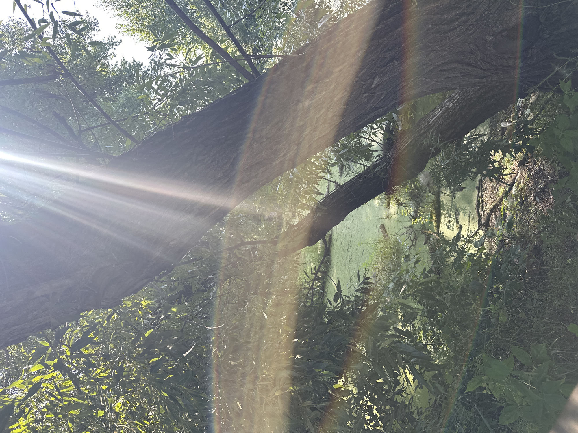 The image depicts a natural scene with a focus on lush green foliage and a large tree trunk. Sunlight streams through the leaves, creating a lens flare effect that casts a rainbow-like spectrum across the image. A body of water, possibly a pond or river, is visible in the background, covered with a green film. The environment appears to be a park or wooded area within the city of Rasskazovo, Russia. There are no people or animals visible in the image.