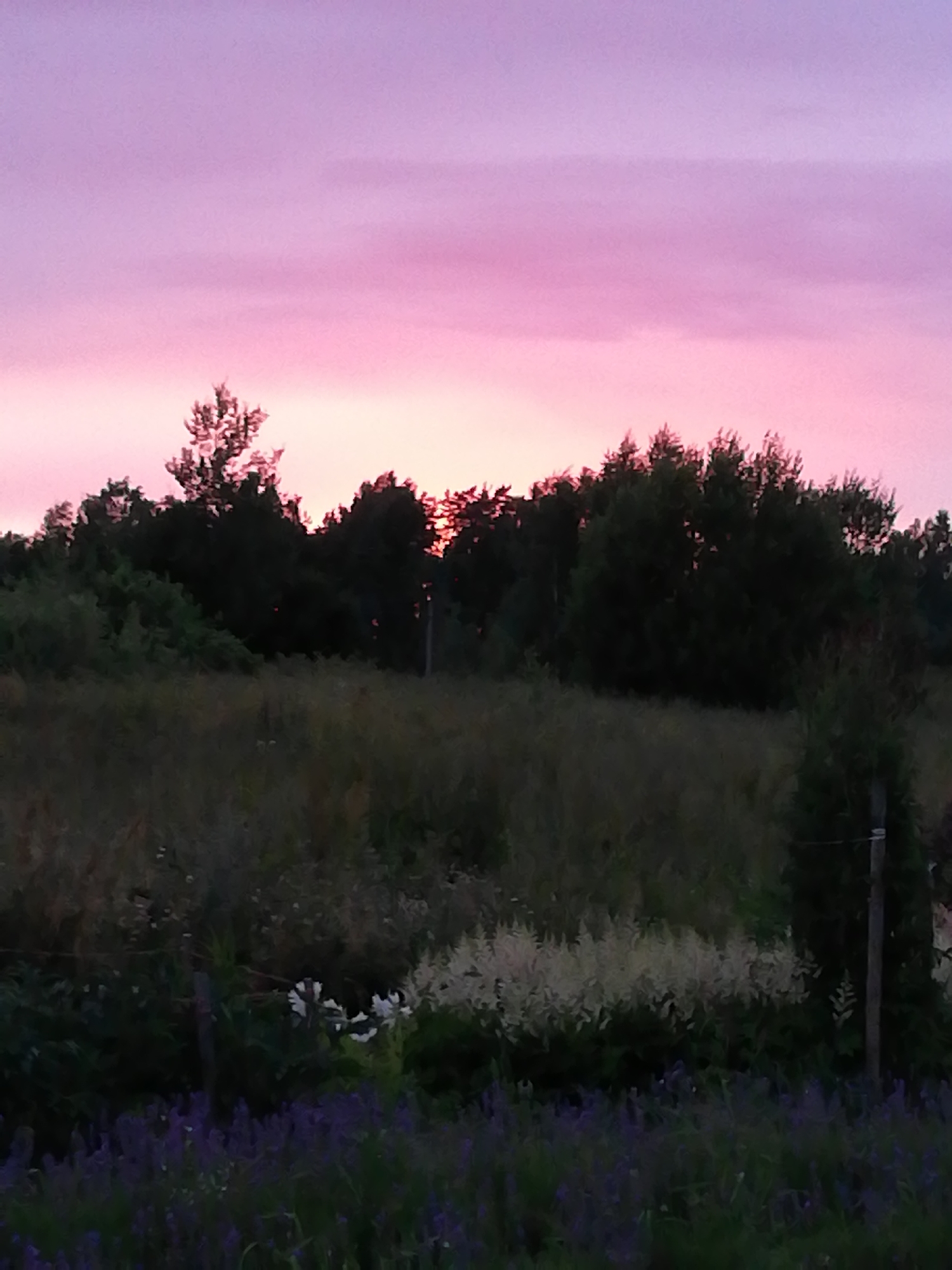 The image depicts a rural landscape at dusk, with a sky transitioning from light purple to pink. A dense line of dark green trees forms a silhouette against the horizon. In the foreground, there is a field with tall, dry grass and scattered patches of white flowers. Below the field, a patch of purple flowers is visible, along with a wooden fence post. The scene appears to be in the area of Новапагосцкі сельскі Савет, Belarus, given the natural elements present. There are no people or animals visible in the image.