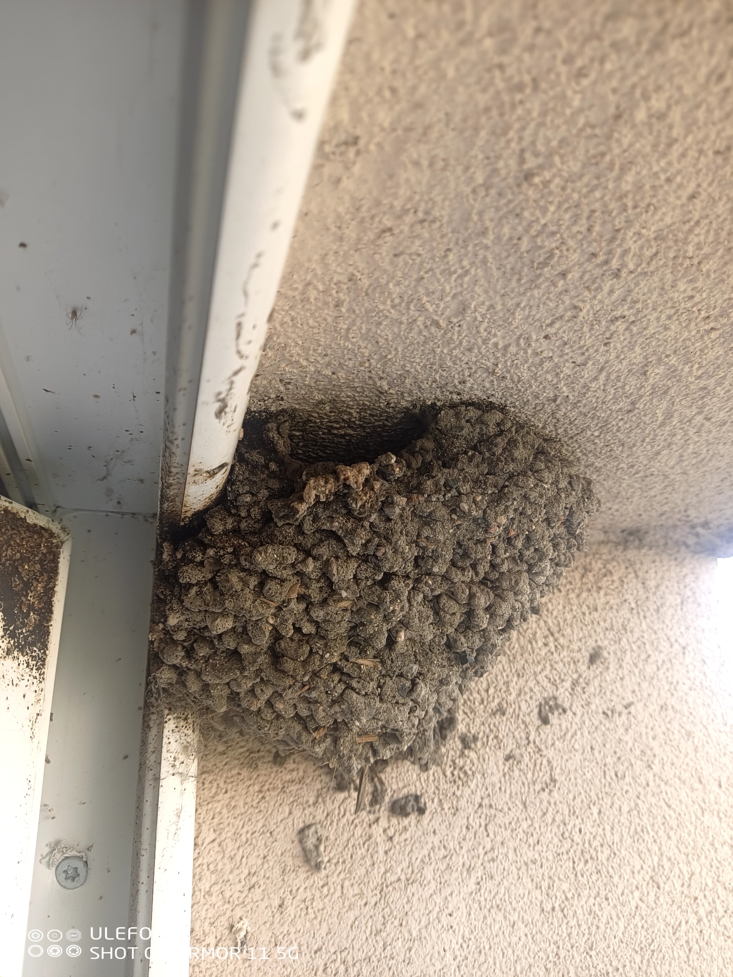 An angled, close-up photograph depicts a bird's nest, likely constructed by a swallow, composed of dark mud pellets adhered to the corner formed by a textured ceiling and a textured vertical wall. The nest, roughly hemispherical, features an opening towards the top left. The ceiling and wall surfaces are light beige with a rough, stippled finish. To the left, a dirty, light-colored metal frame or beam runs vertically, partially obscuring the nest. Further left, a screw with a star-shaped drive head is visible in a metal component. A small, light-colored spider is present on the upper portion of the vertical metal frame. Sparse, dried organic debris is visible around the nest's base. The overall scene suggests an outdoor or semi-outdoor architectural structure. The image was captured with a device watermarked "ULEFONE SHOT ON ARMOR 11 5G." The location is the city of Unknown, Unknown.