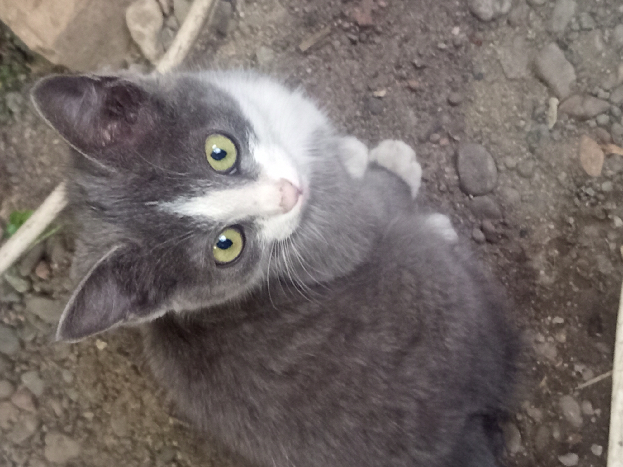 A medium shot shows a young, grey and white cat with large, bright green eyes sitting on a patch of dirt and small stones. The cat is looking directly at the camera with a curious expression. Its ears are perked up, and its whiskers are visible. The background consists of more dirt and stones, with some blurred vegetation and possibly wooden debris visible in the upper part of the frame. The lighting appears to be natural daylight. There is no indication of the cat's location in Jardy-Su, Kyrgyzstan.