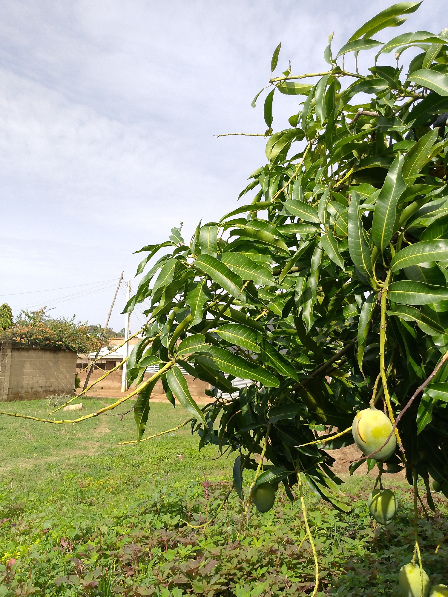 The image captures a mango tree laden with unripe mangoes, its branches heavy with foliage. The scene is set outdoors, with a clear sky visible in the background. In the distance, a small building and electrical poles suggest a rural or suburban environment. The ground is covered in vegetation, including grass and other plants. The tree is the central subject, drawing attention to the developing fruit.