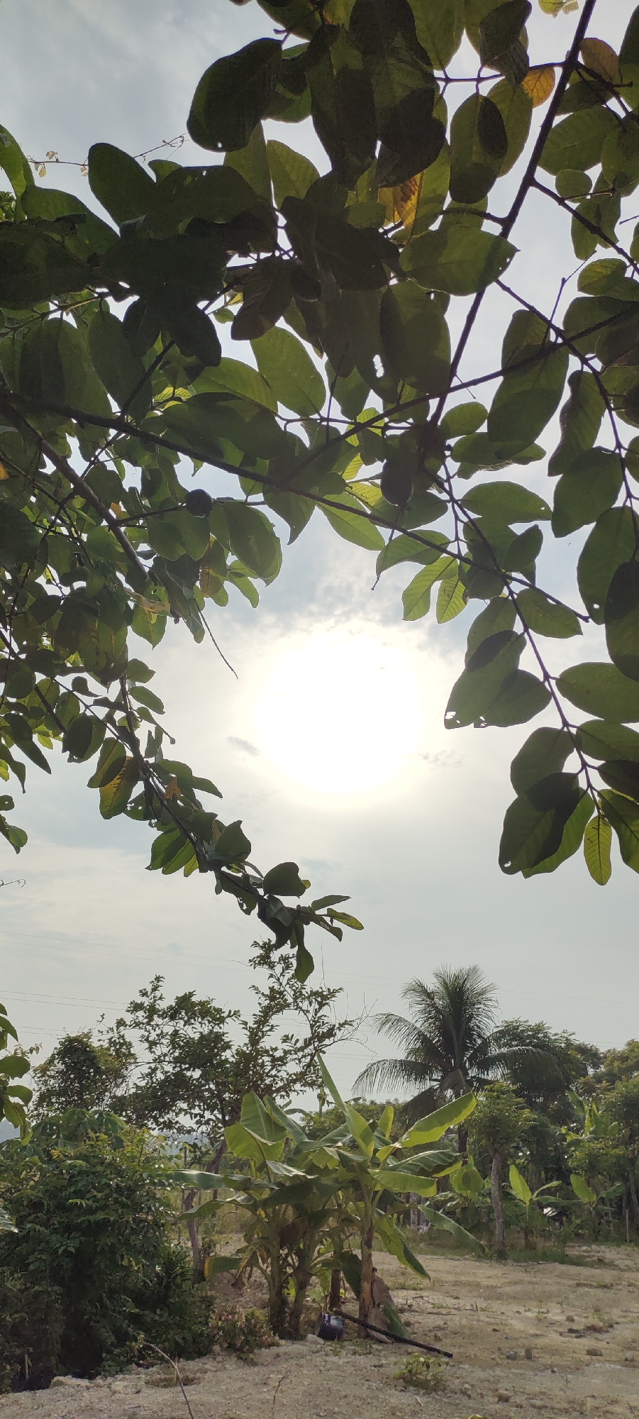 The image depicts an outdoor scene, likely in Lhokseumawe, Indonesia, with a focus on vegetation and sky. In the foreground, tree branches with green leaves overhang the scene, partially obscuring the sky. The sun is visible as a bright, diffused orb in the center of the frame, surrounded by a light haze. Below the canopy of leaves, various types of trees are visible, including banana trees with large, broad leaves and a palm tree with its characteristic fronds. The ground appears to be a mixture of sand and sparse vegetation. The overall impression is a natural, possibly rural or semi-rural, setting under a bright, possibly humid, sky. There are no people or animals visible in the image.