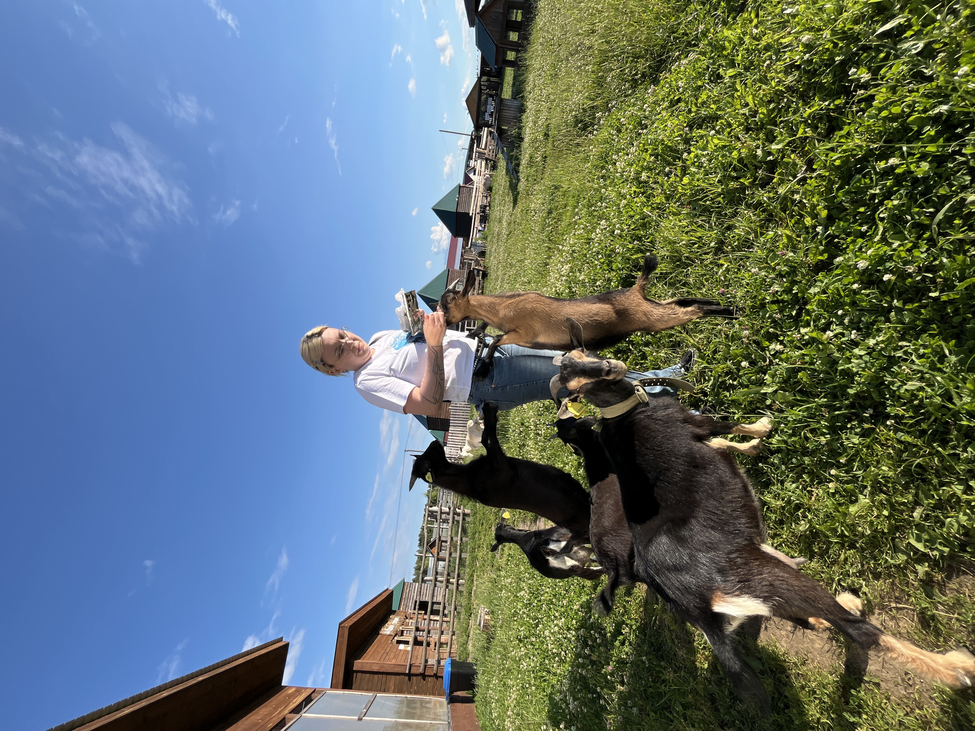 In Vybolovo, Russia, a young woman with blonde hair and glasses, wearing a white t-shirt and blue jeans, is feeding several goats in a grassy field. The goats are a mix of black and brown, and some are standing on their hind legs to reach for the food. The woman is holding a white object, possibly a bag of feed, in her hands. In the background, there are wooden buildings and a fence, suggesting a rural or farm setting. The sky is blue with scattered white clouds.