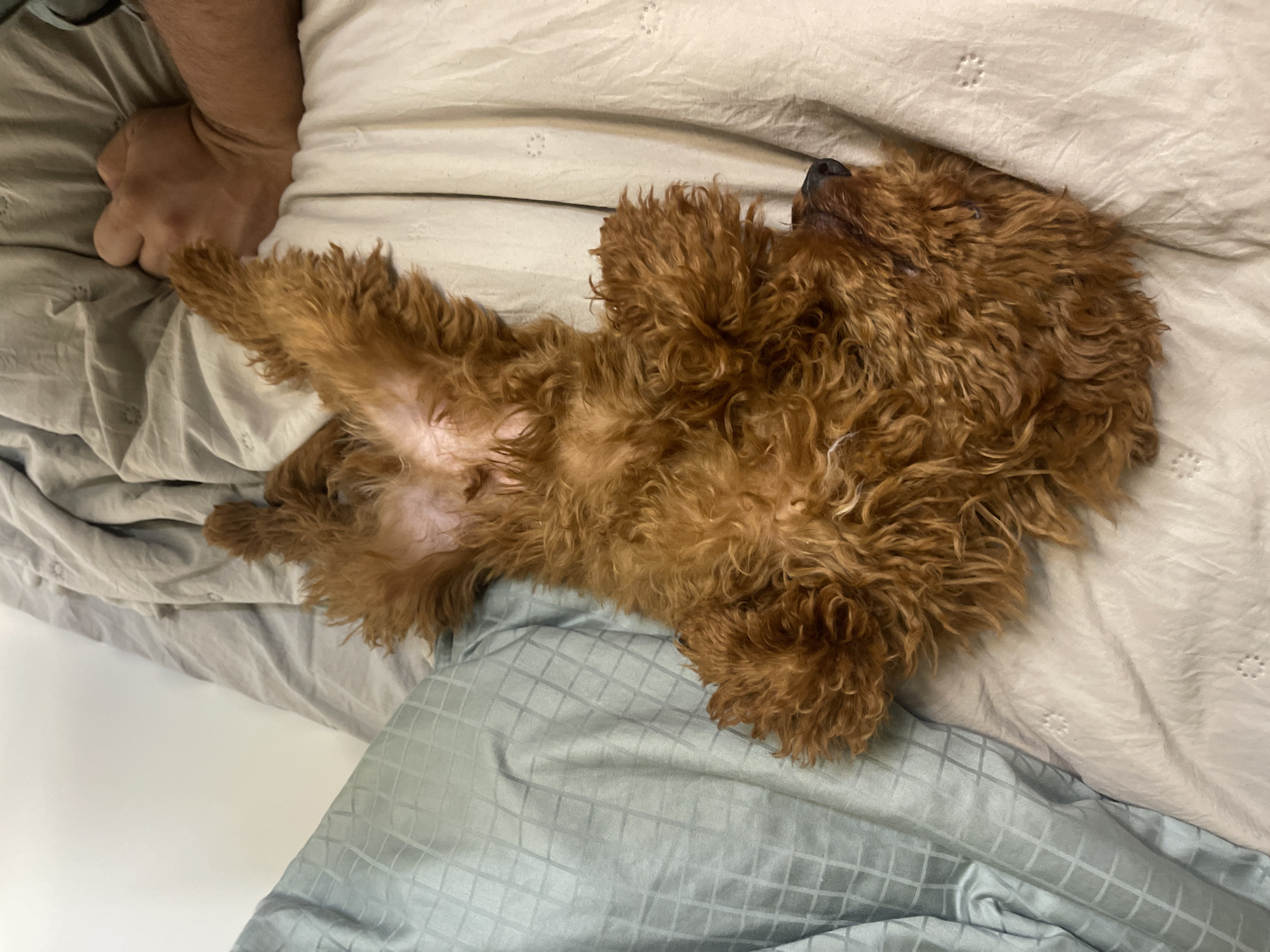 The image, taken in Sofia, Bulgaria, presents a peaceful indoor scene featuring a small, reddish-brown, curly-haired dog sleeping on a bed. The dog, likely a poodle or similar breed, is lying on its back with its belly exposed, a posture indicating deep comfort and trust. Its dense, fluffy fur is spread around its body, and its eyes appear closed in slumber. A human arm and a partially clenched fist are visible on the left side of the frame, resting on the bedding beside the dog, suggesting the presence of a companion, possibly also resting.
The bed is adorned with soft bedding in two distinct colors and patterns: a light beige or cream-colored sheet featuring subtle, small embossed designs, and a light blue or grey duvet or blanket with a prominent grid or diamond pattern. The fabric appears soft and slightly wrinkled, consistent with being used. The lighting is soft and ambient, indicating an indoor setting but not a specific time of day. The overall atmosphere conveyed is one of tranquility, warmth, and close companionship between the dog and its human. There is no visible text in the image.